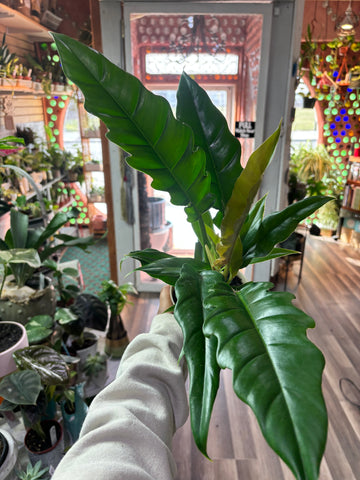 Philodendron Narrow, Tiger Tooth
