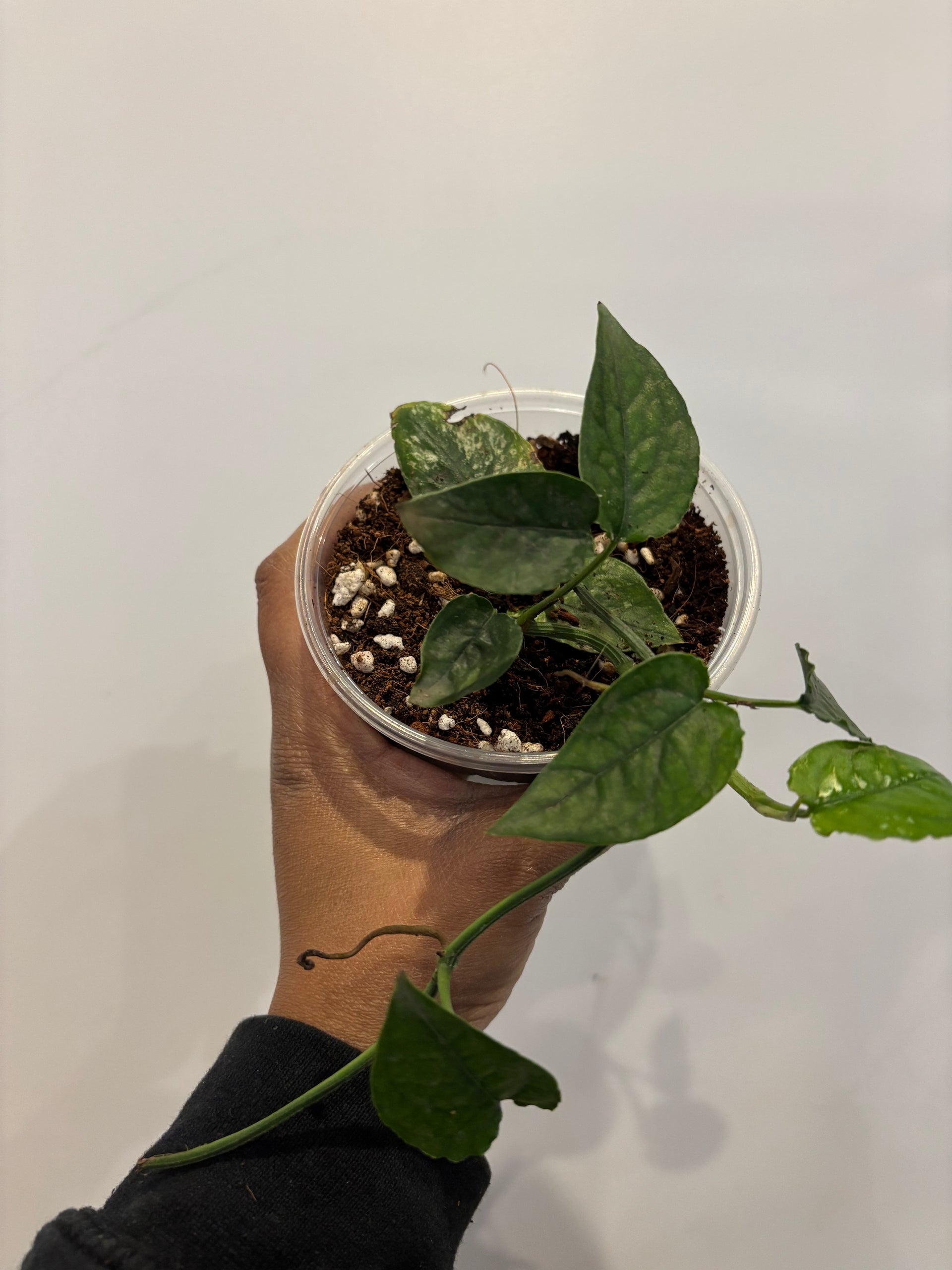Epipremnum Pinnatum 'Cebu Blue' Variegated *Type 1* (wk33-F)