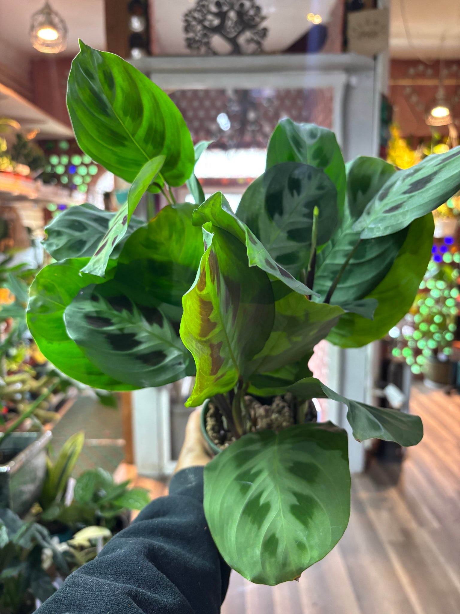 Maranta Leuconeura Kerchoveana, Rabbit Tracks Prayer Plants