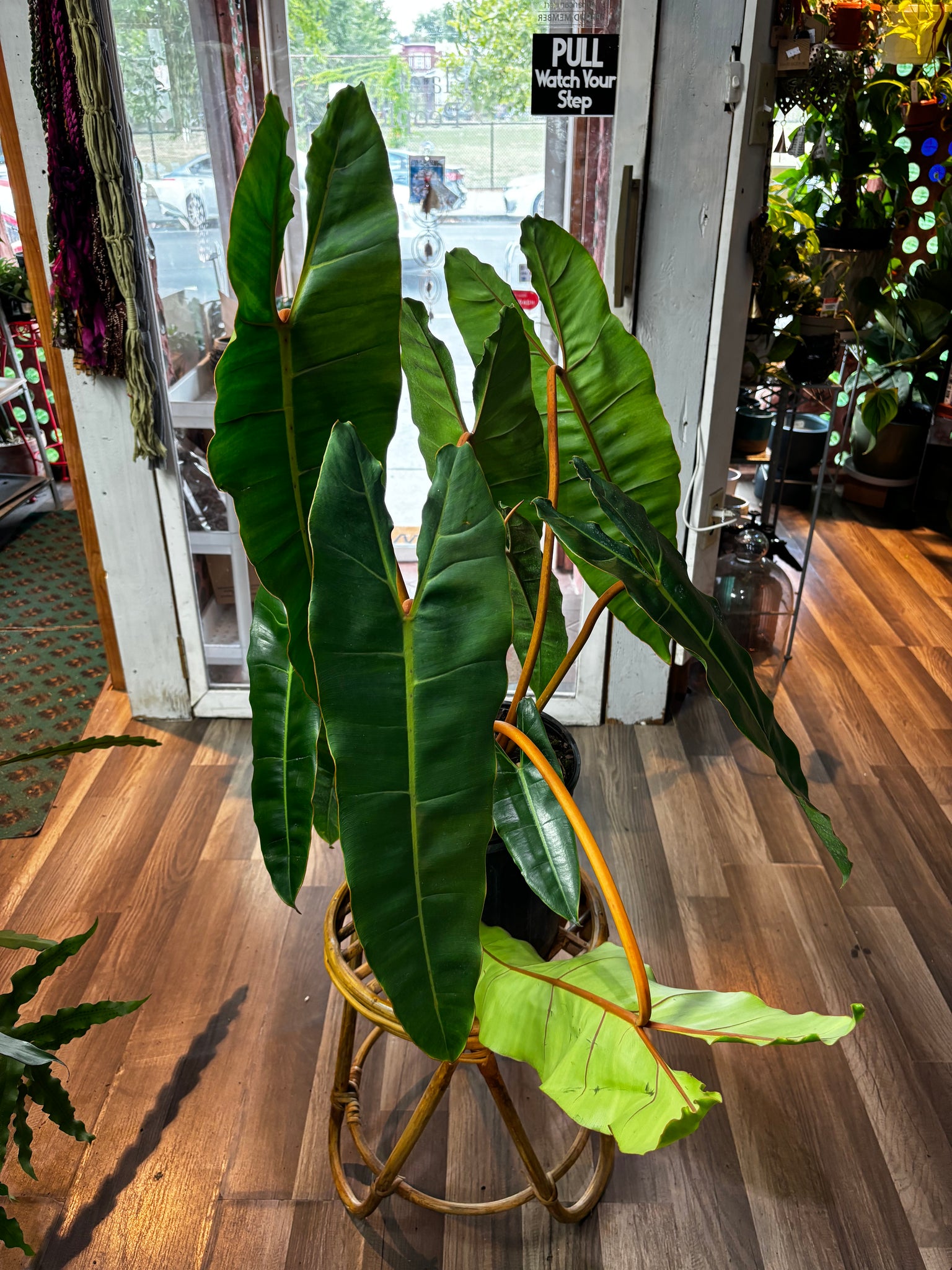 Philodendron billietiae