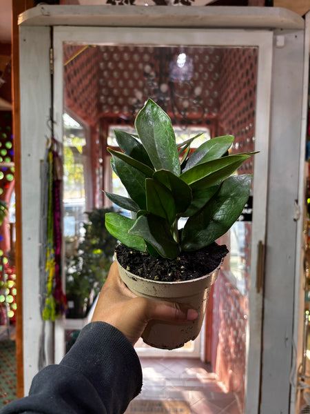 ZZ plant Zamioculcas Zamiifoli