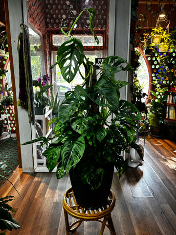 Monstera adansonii, Swiss Cheese Plant