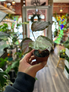 Calathea Pink Aurora