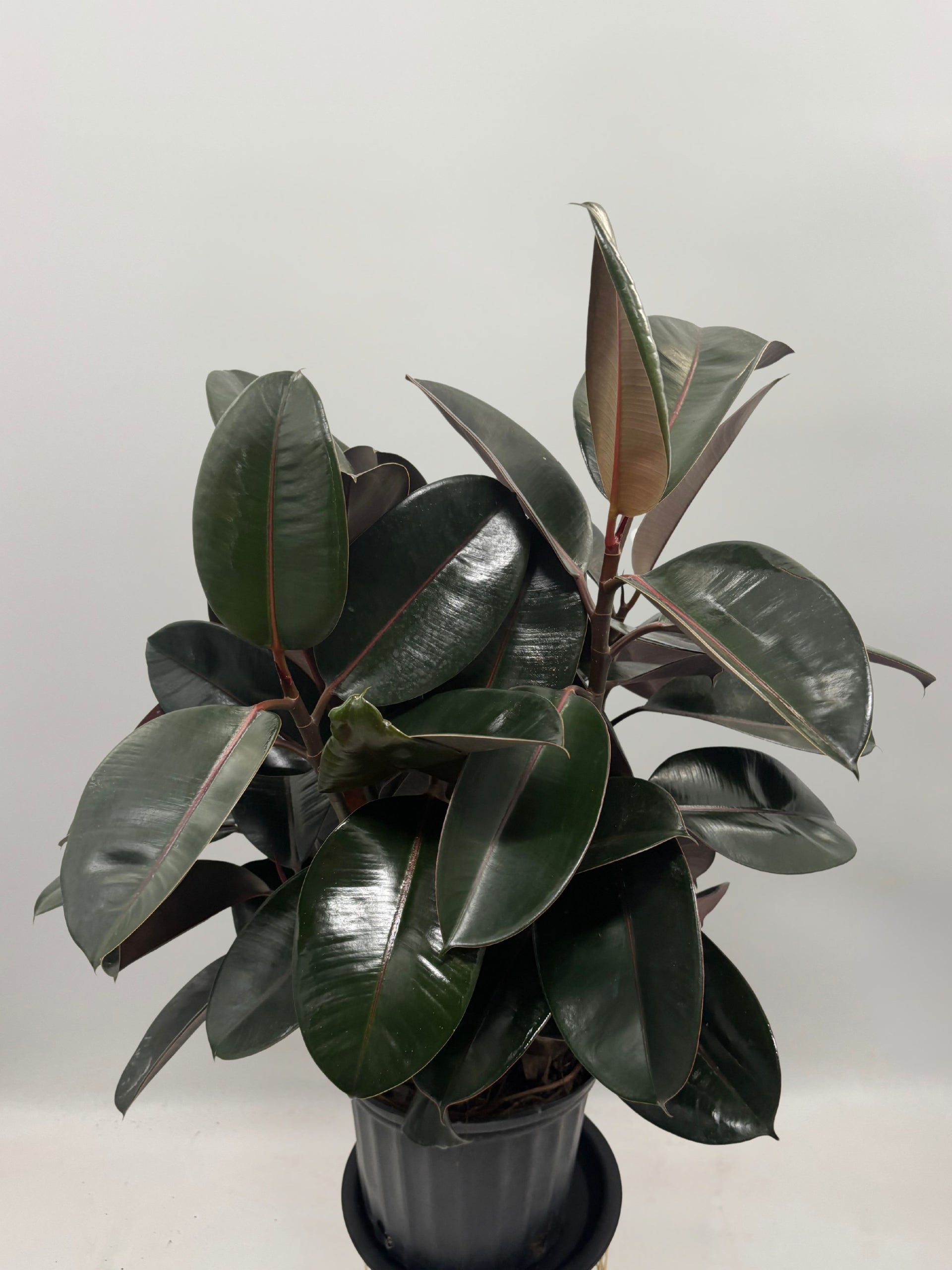 Ficus Elastica,Rubber Plant – Plant and People