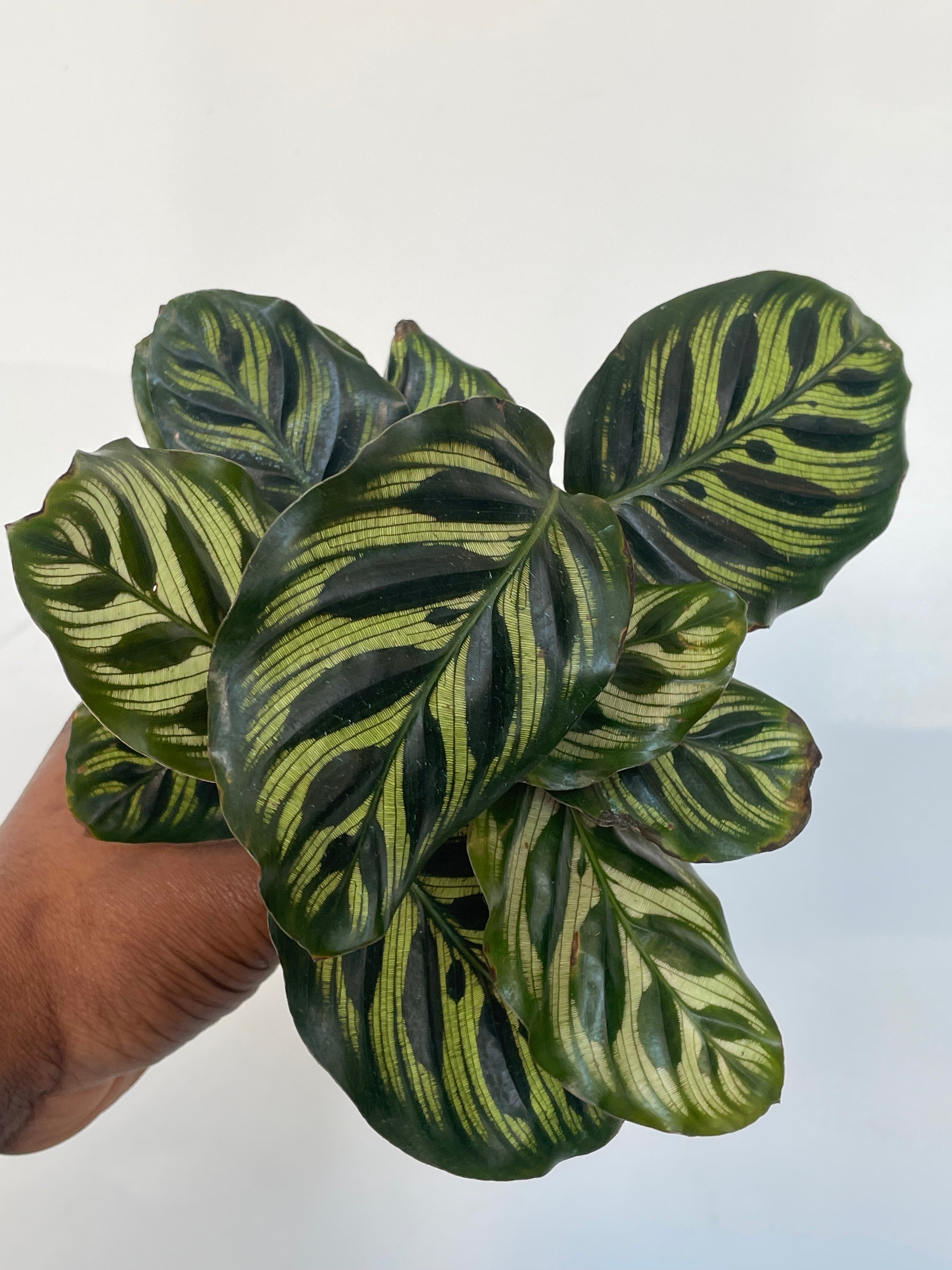 Calathea Makoyana, Peacock Calathea
