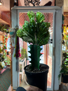 Euphorbia Lactea Hybrid