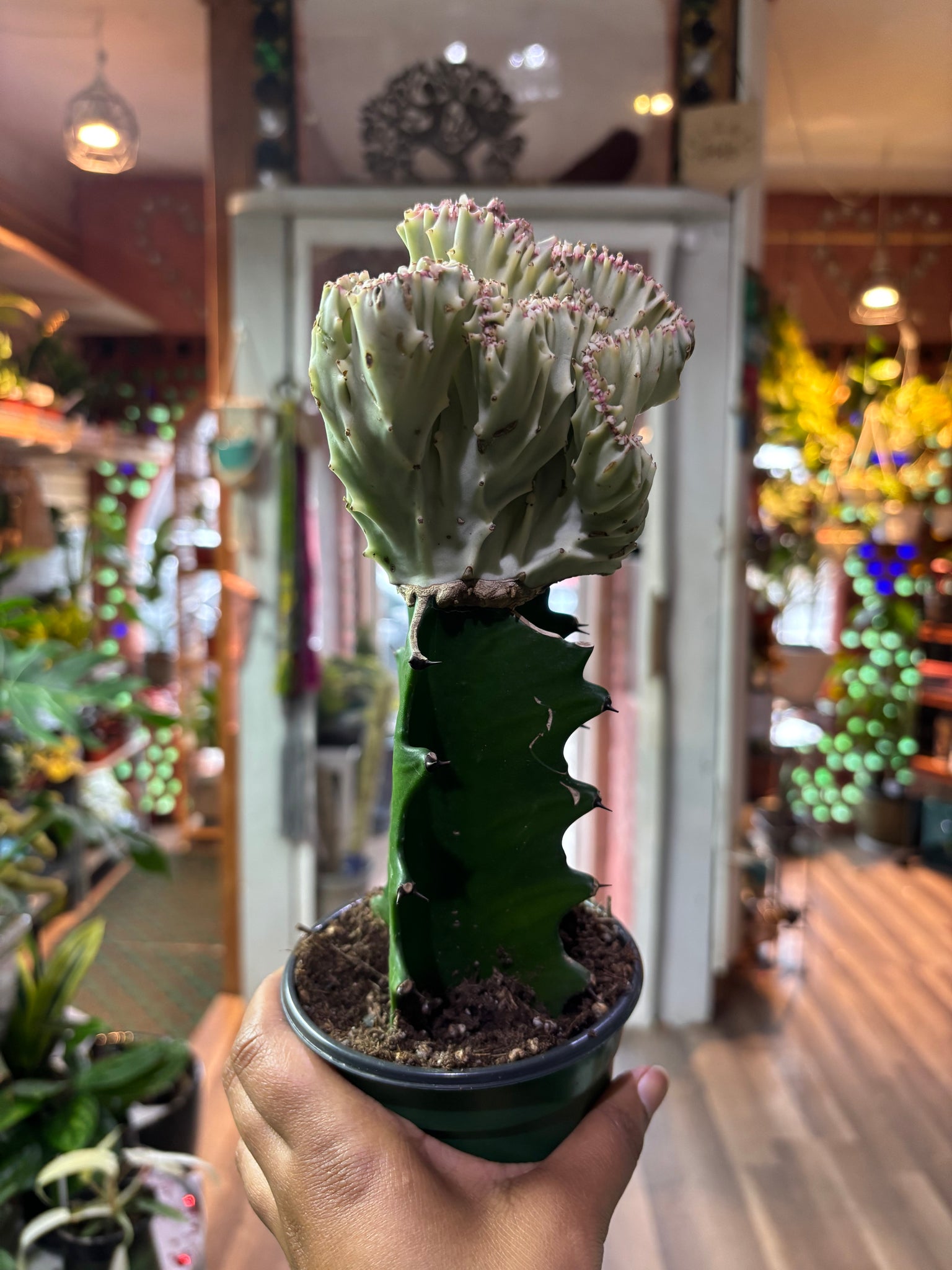 Euphorbia Lactea Hybrid