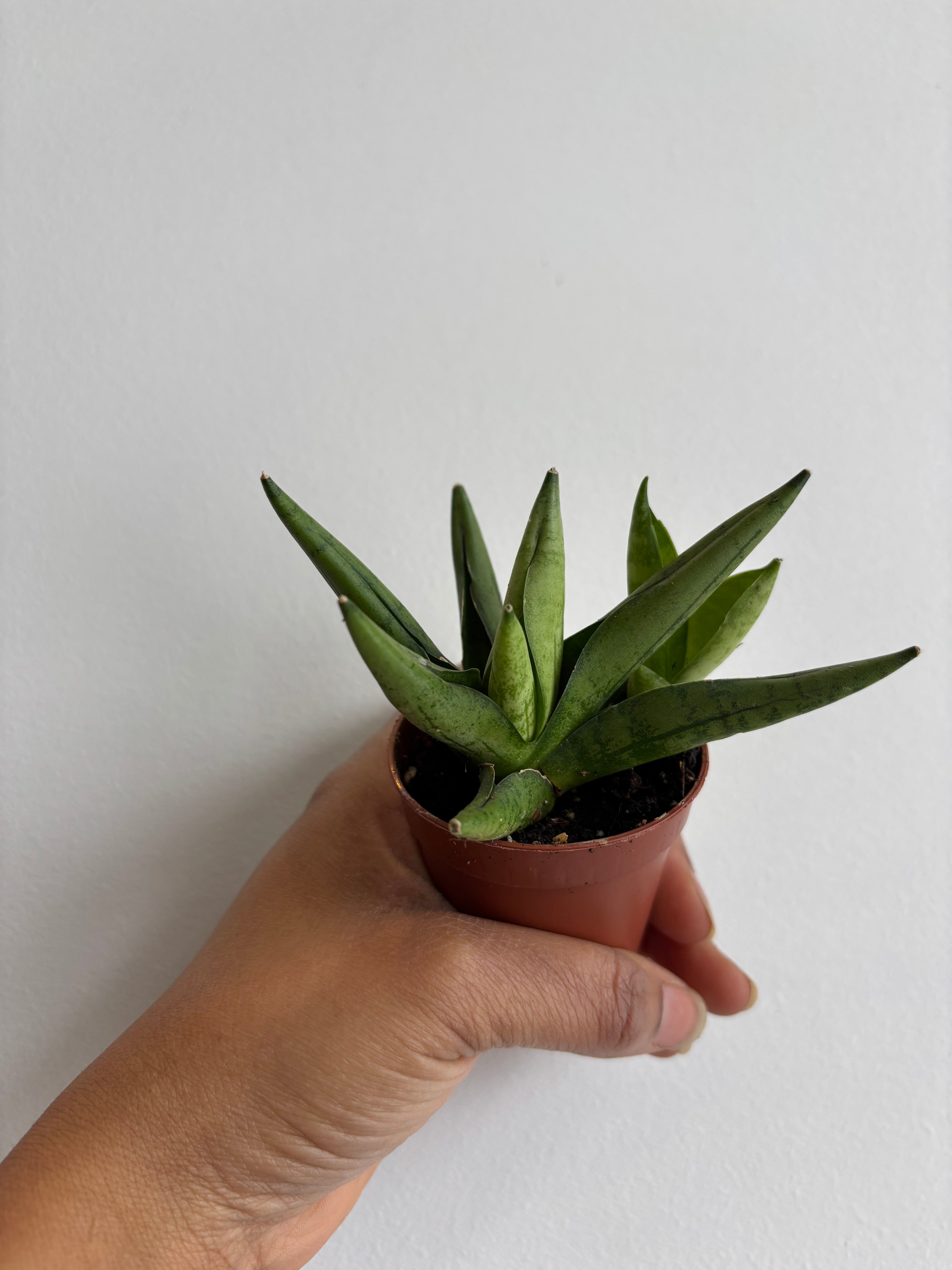 Sansevieria Bonji