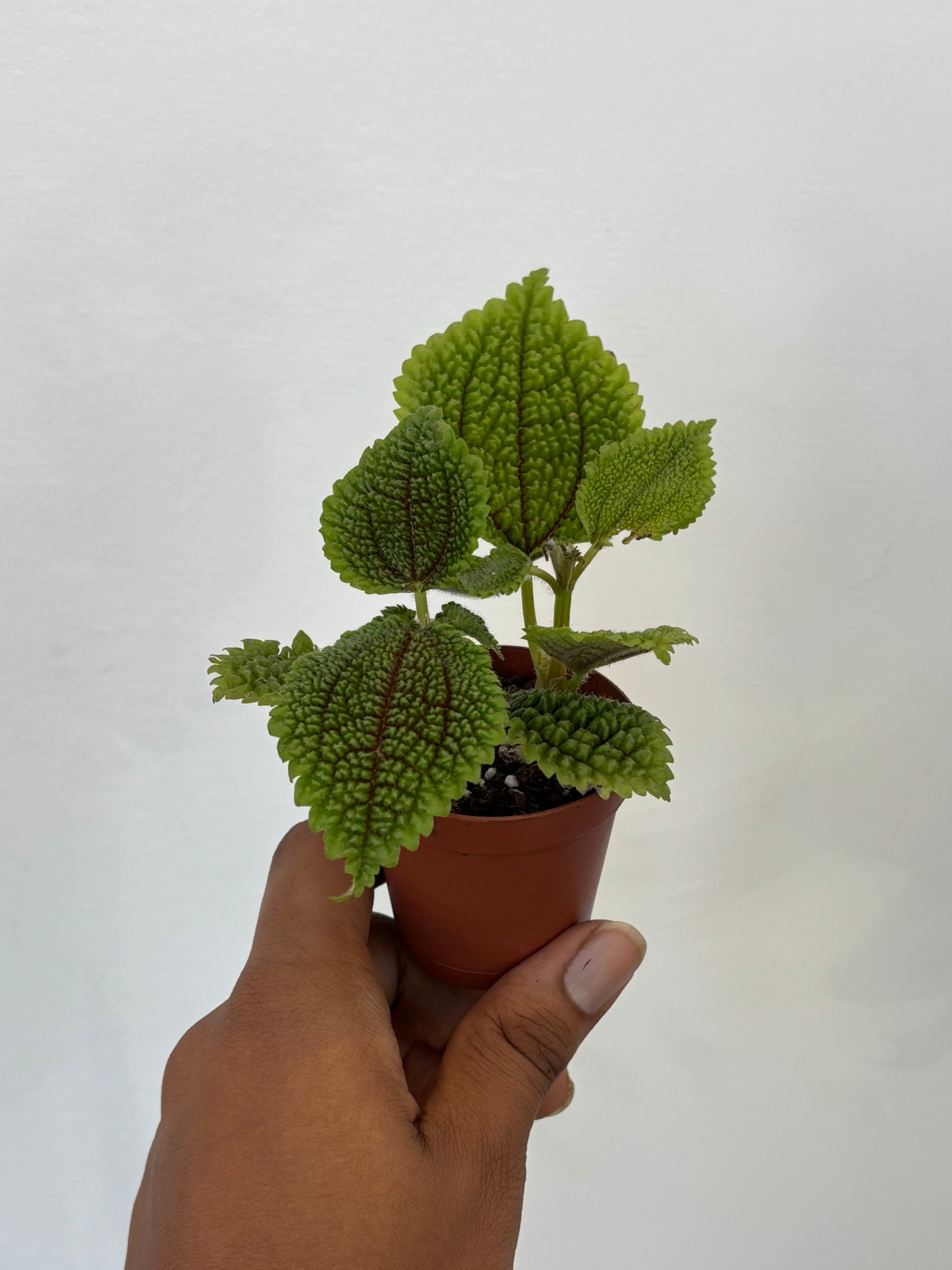 Pilea Moon Valley