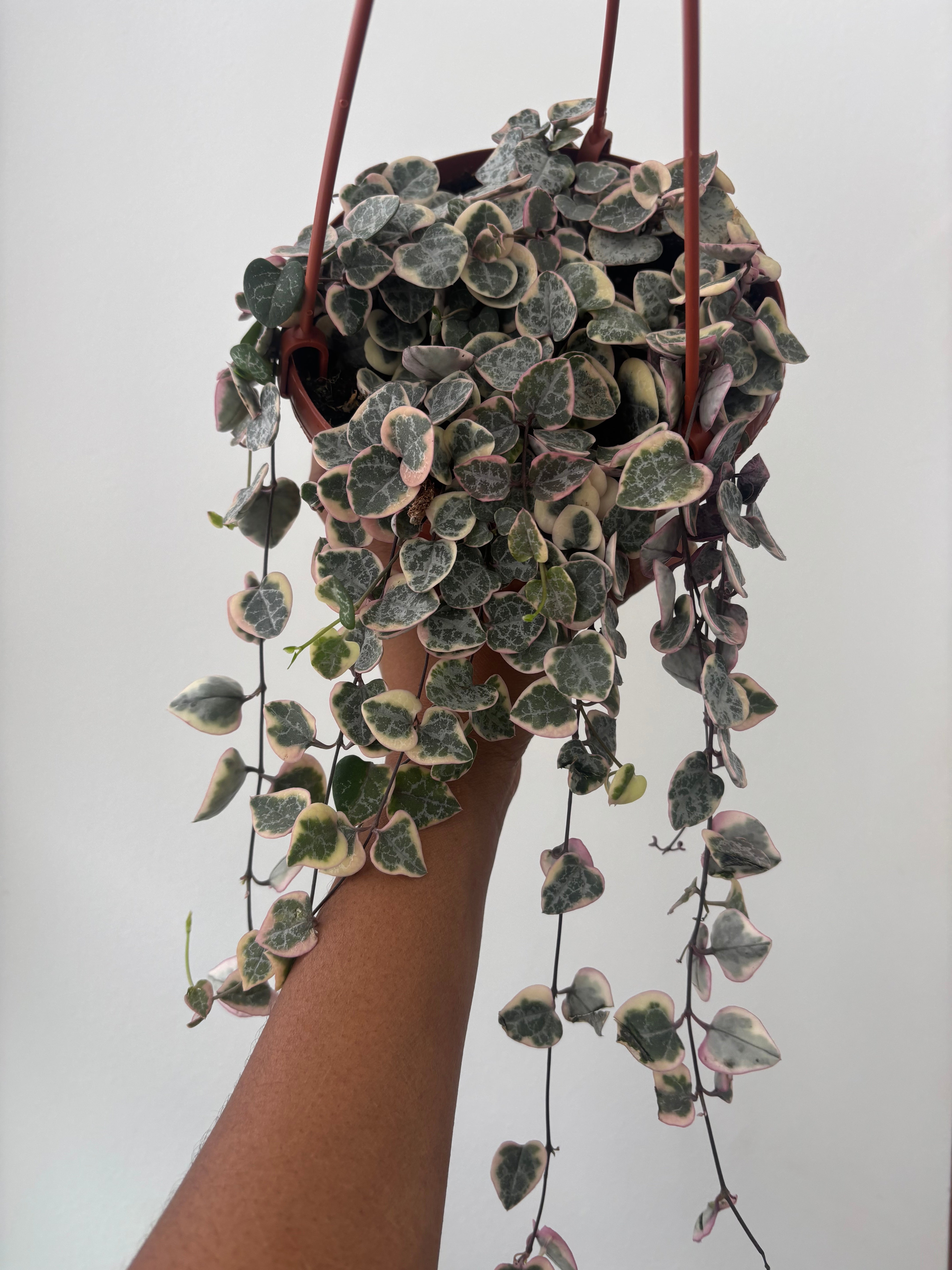 "Pretty Pink" String of Hearts