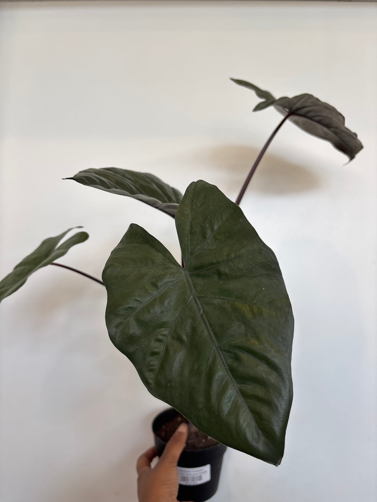 Alocasia Yucatan