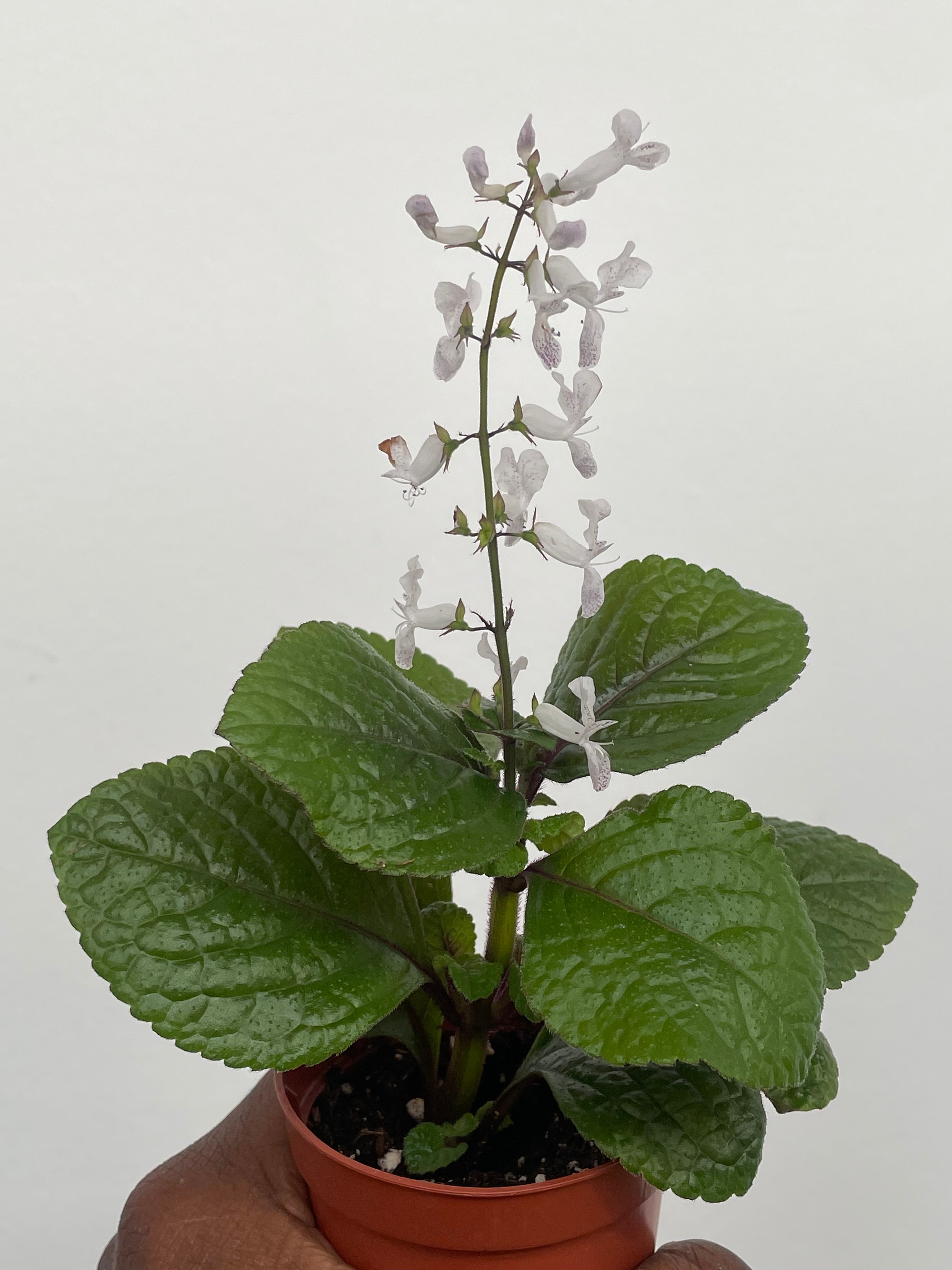 Plectranthus, Purple Swedish Ivy