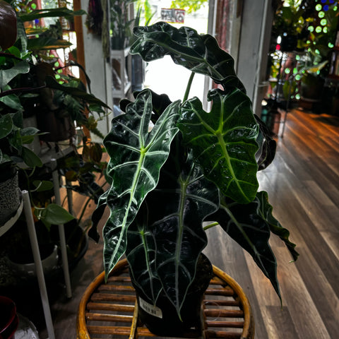 Alocasia Amazonica