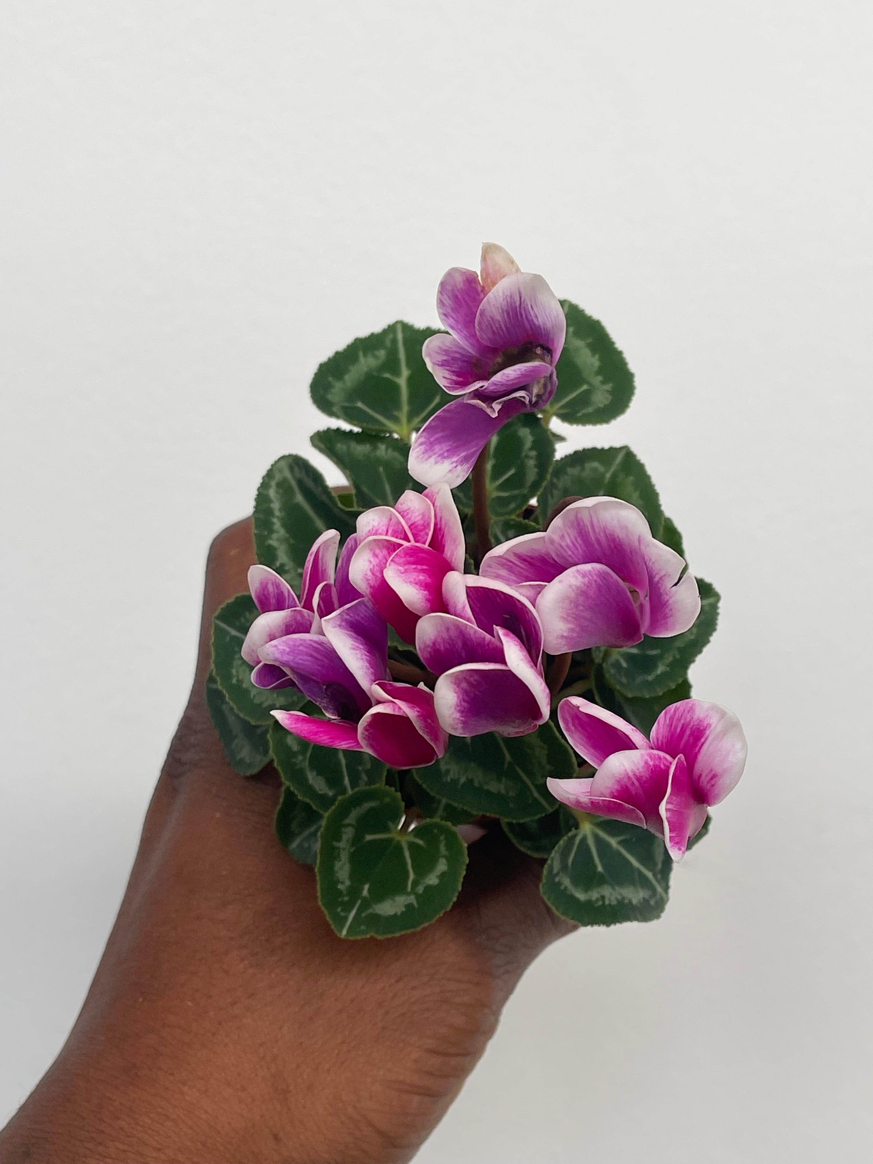 Cyclamen