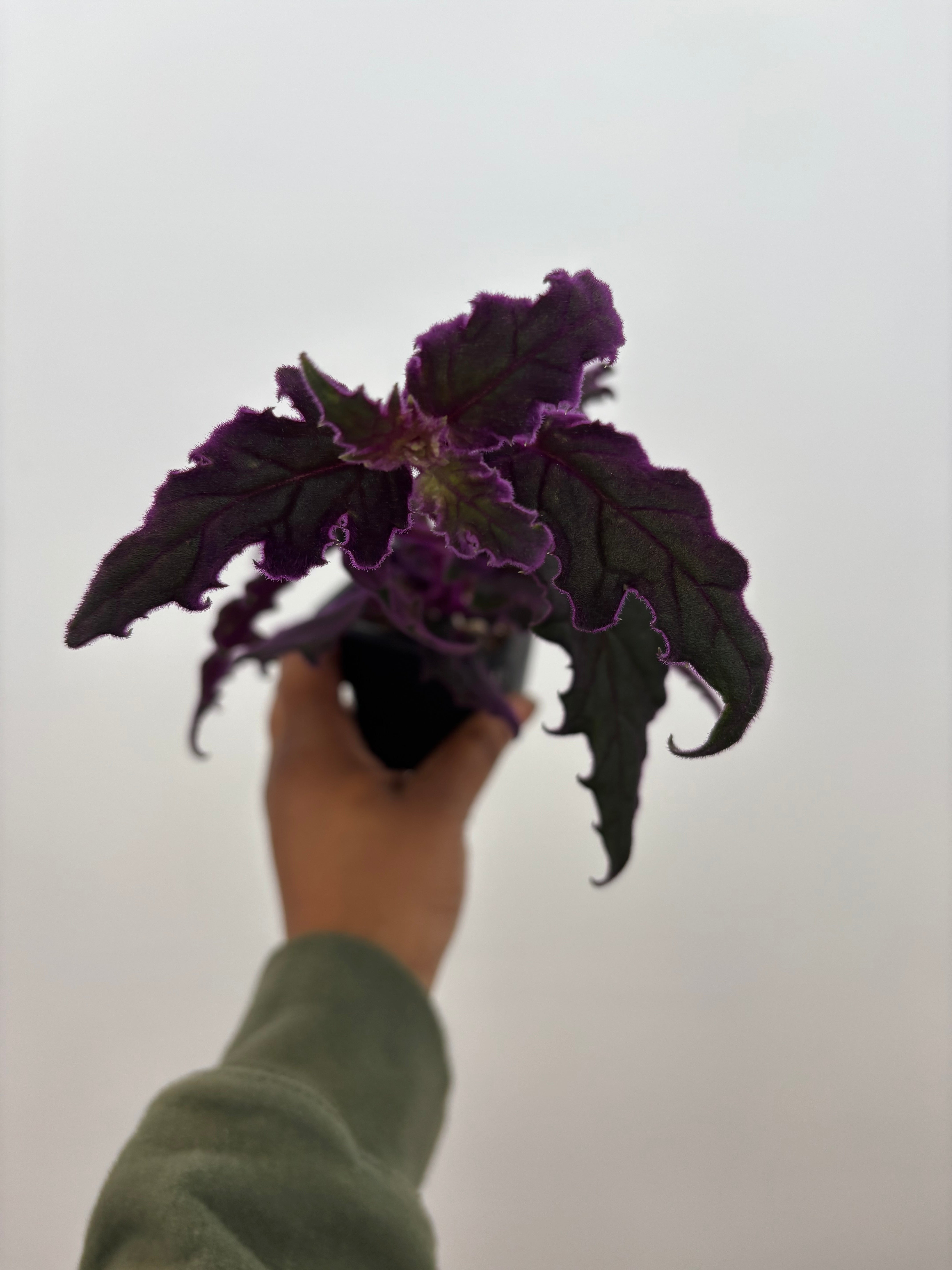 Gynura Auranticia Purple Passion