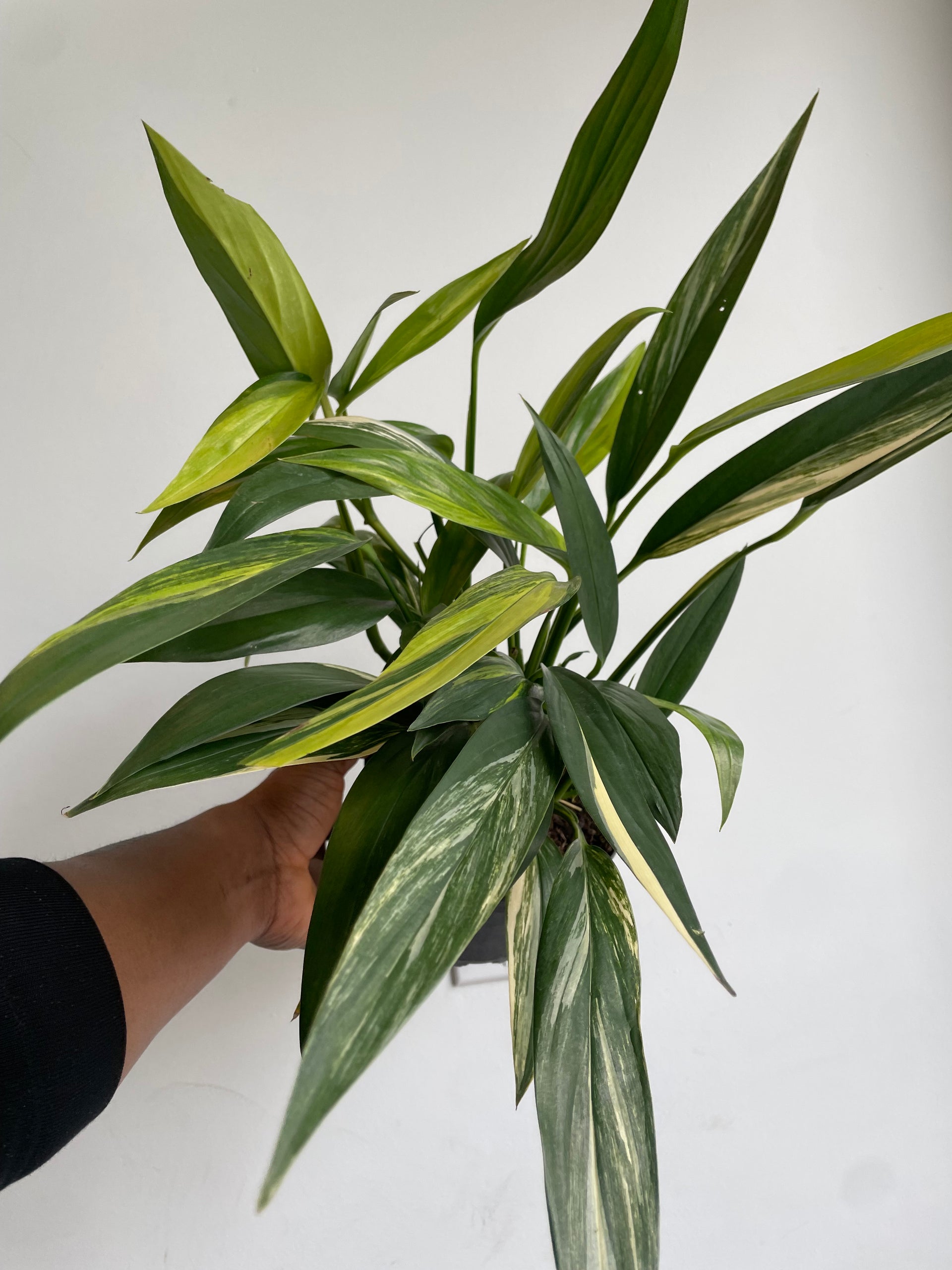 amplissimum variegata Epipremnum amplissimum Variegated – Plant and People