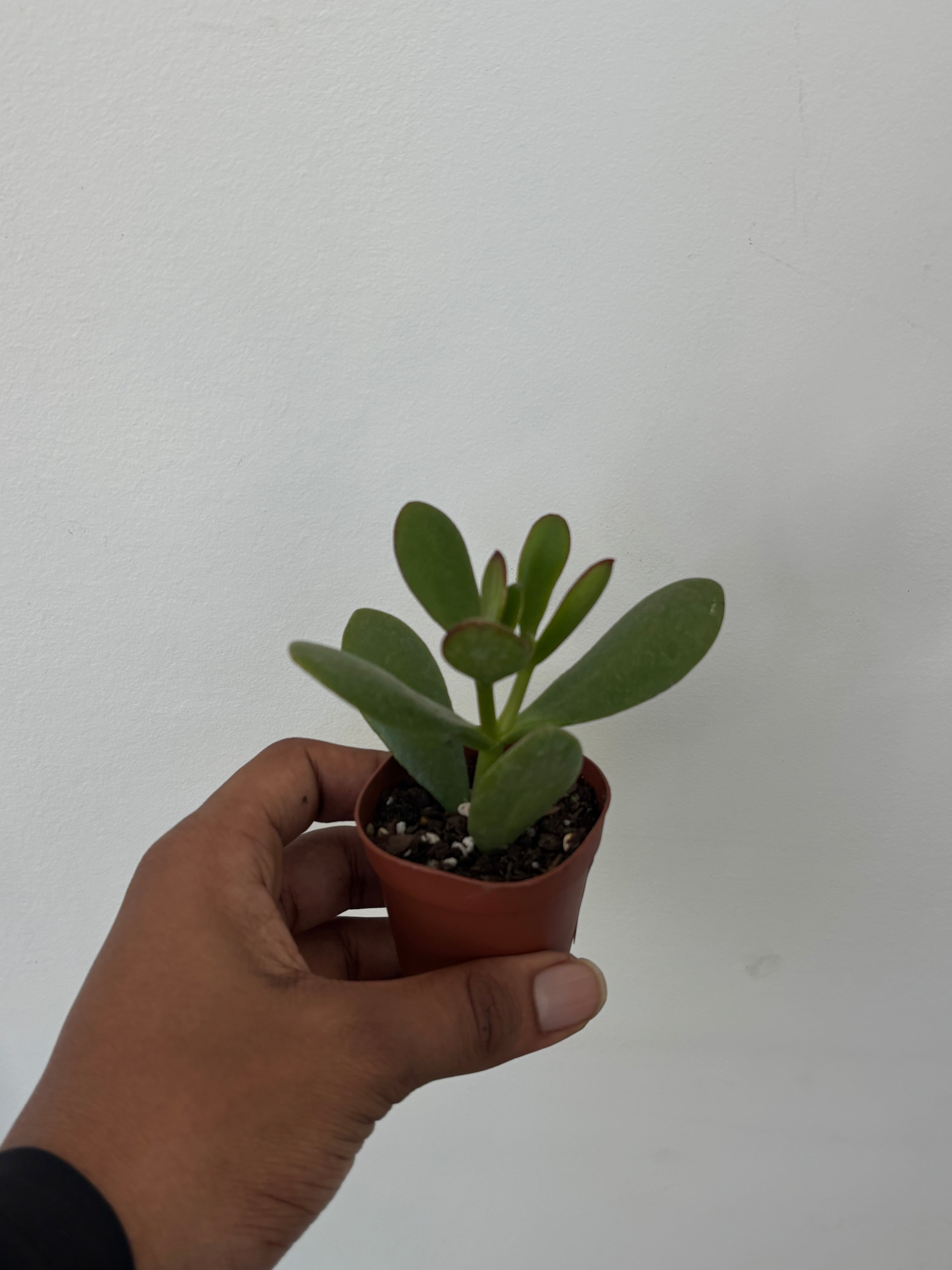 Crassula Jade