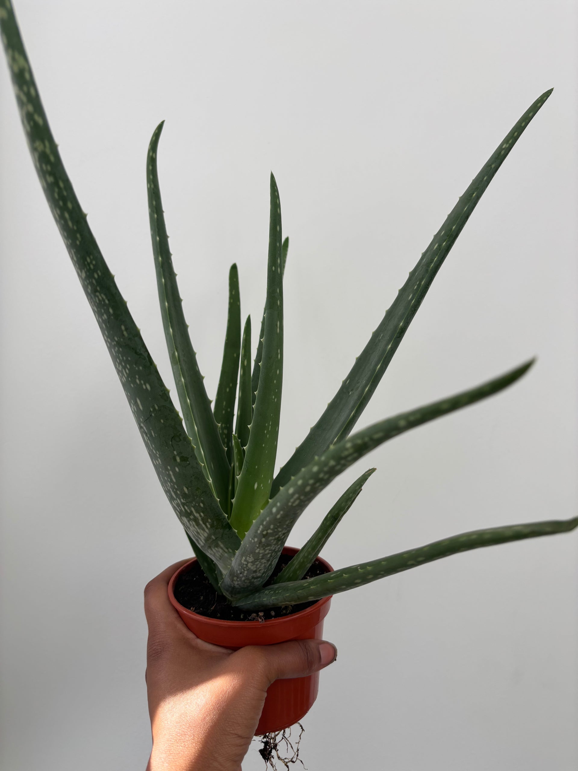 where do you plant aloe vera Aloe Plant Care - How to Grow Aloe Vera main image 0