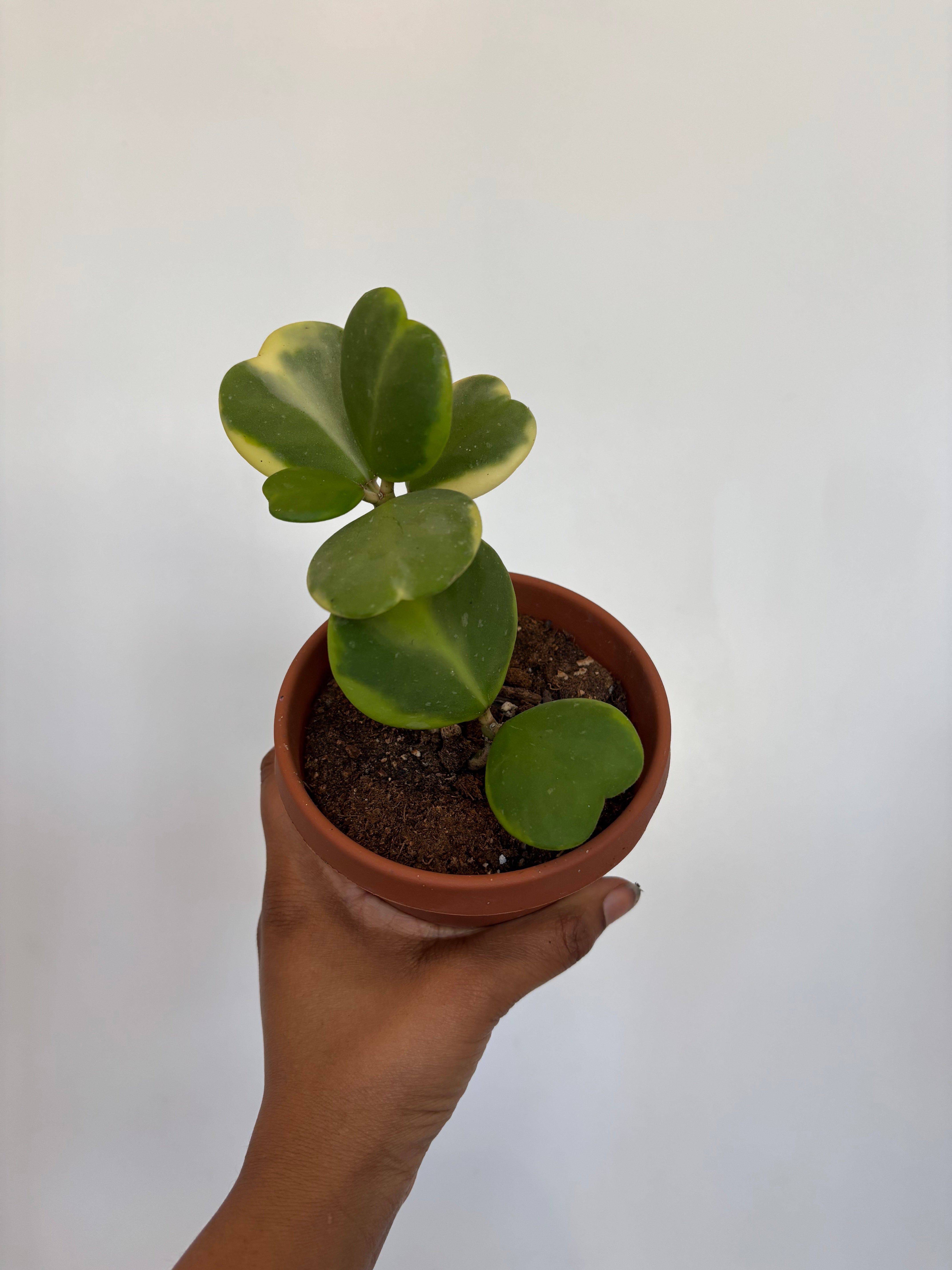 Variegated Heart Hoya