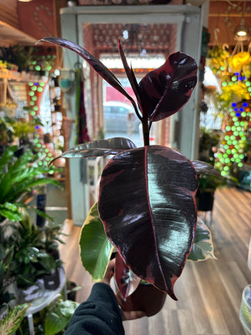 Ficus Elastica Ruby