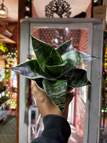 Sansevieria Hahnii Green