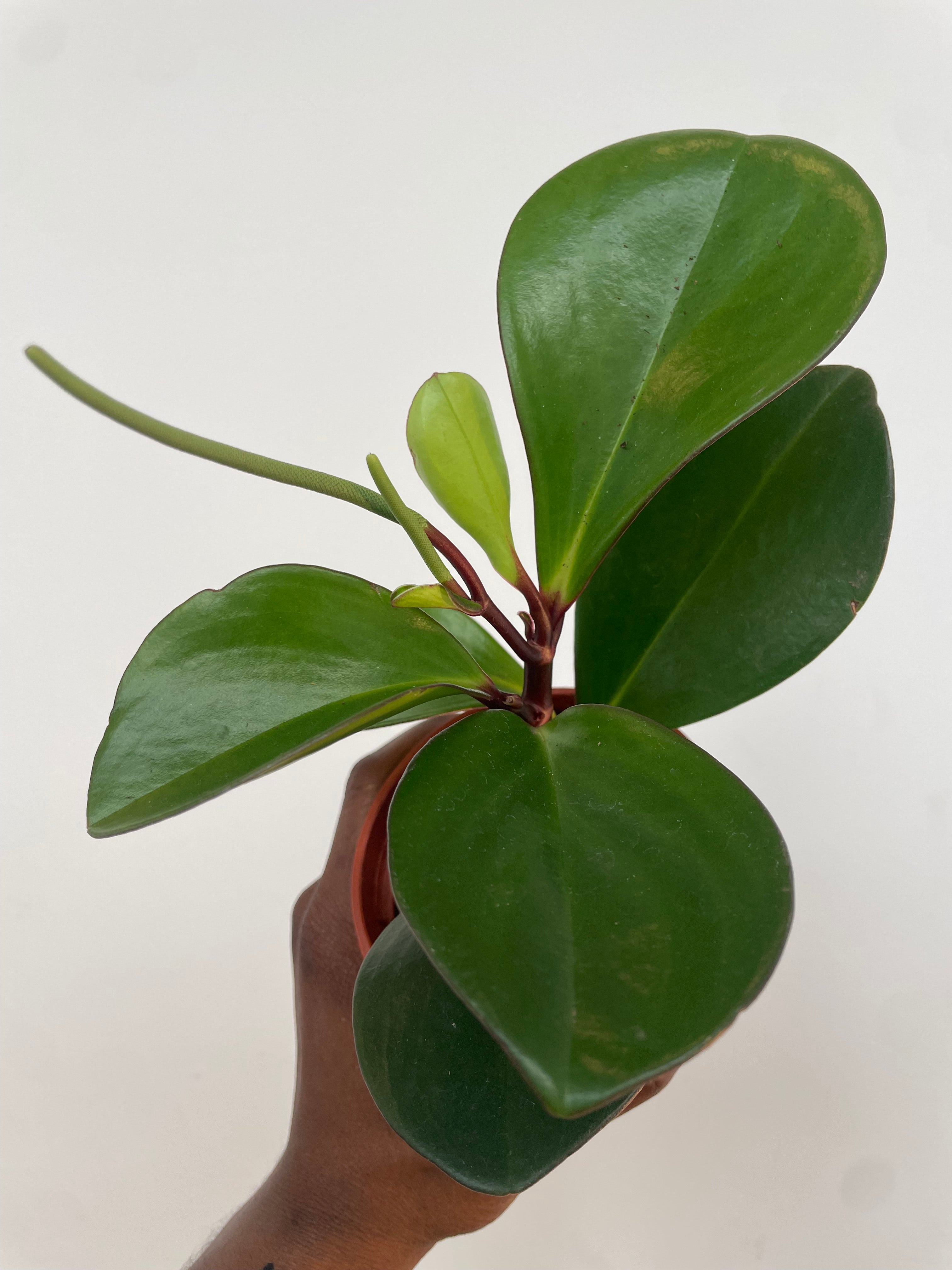 Peperomia Obtusifolia