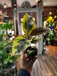 Ficus Elastica Shivereana, Moonshine Rubber Tree