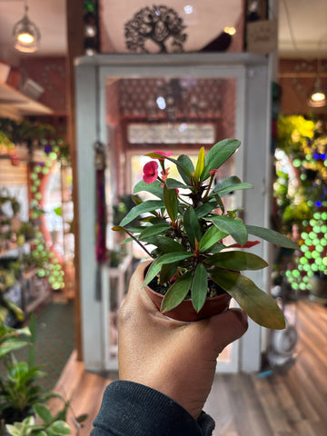 Euphorbia Milli Crown of Thorns