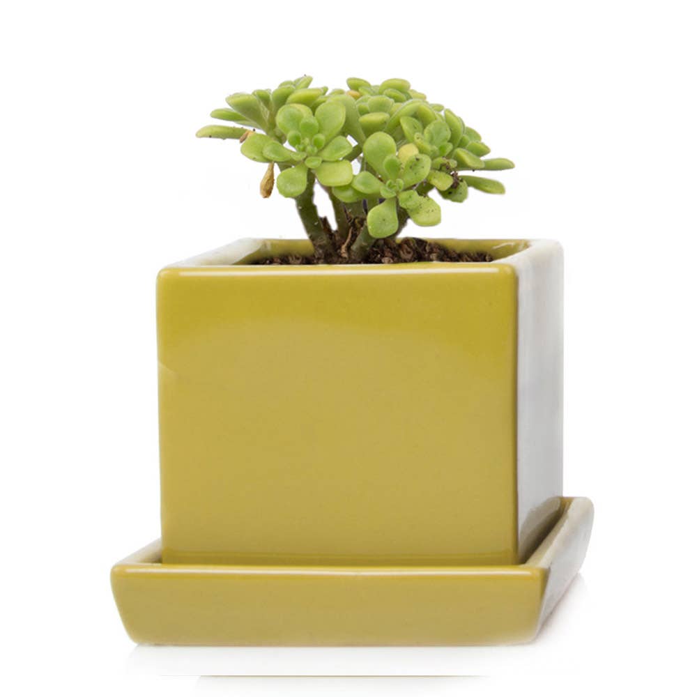 Cube Pot With Saucer And Drainage Hole: Shrek Green