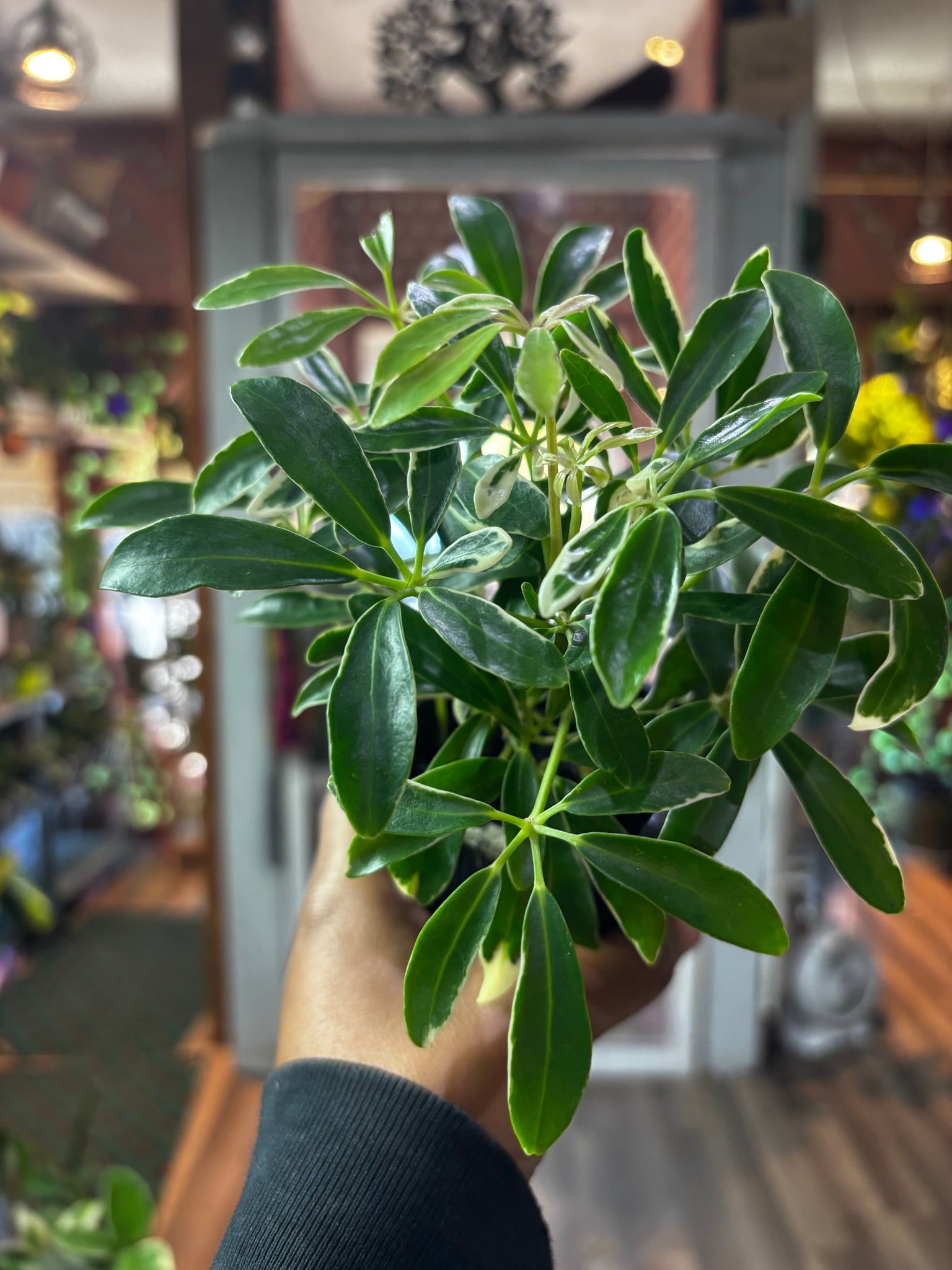 Schefflera Arboricola, Umbrella Tree