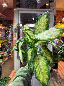 Dieffenbachia