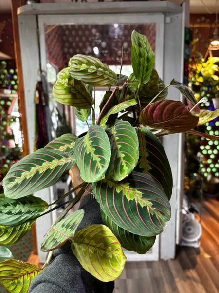 Maranta Leuconeura