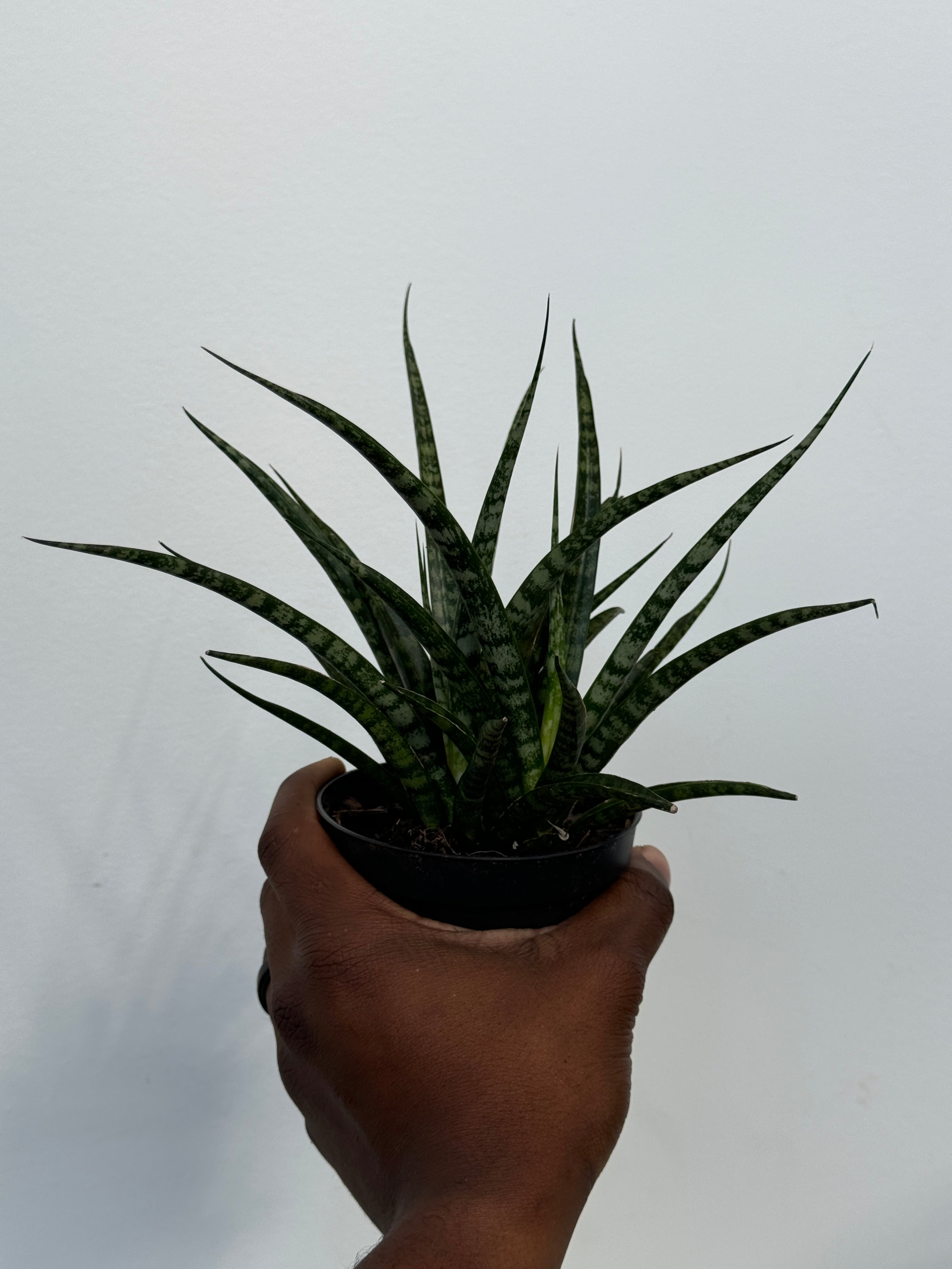 Sansevieria Fernwood Mikado