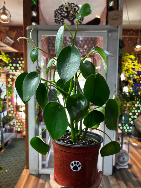 Peperomia Polybotrya, Raindrop