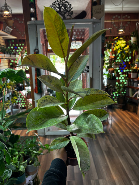 Ficus Elastica Shivereana, Moonshine Rubber Tree