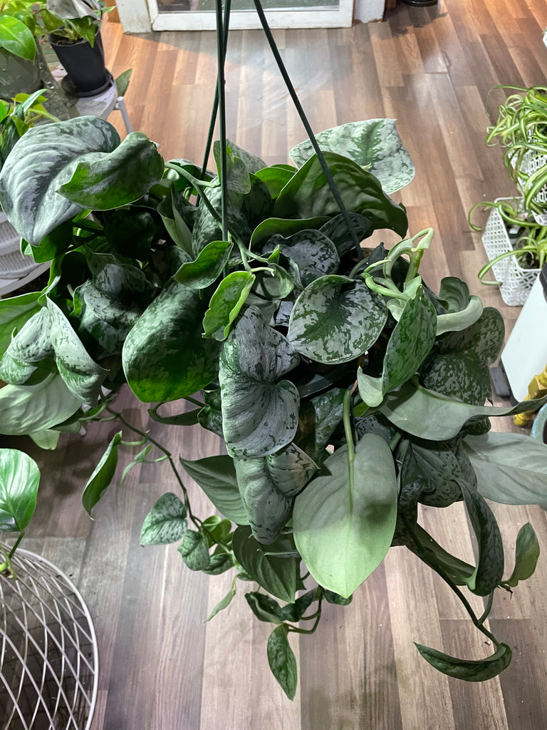 Scindapsus Pictus 'Exotica' Pothos – Bumble Plants