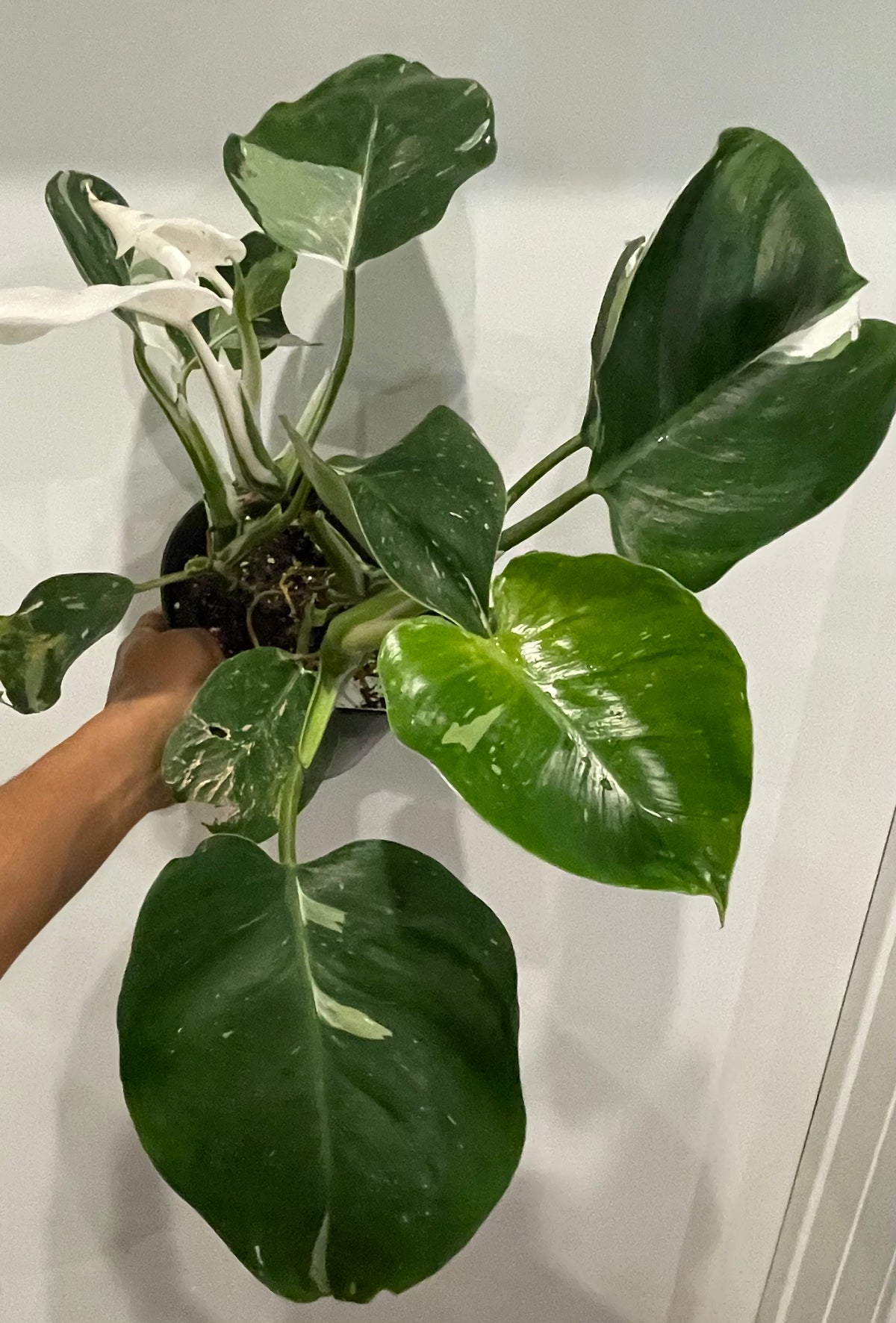 Philodendron Punctata