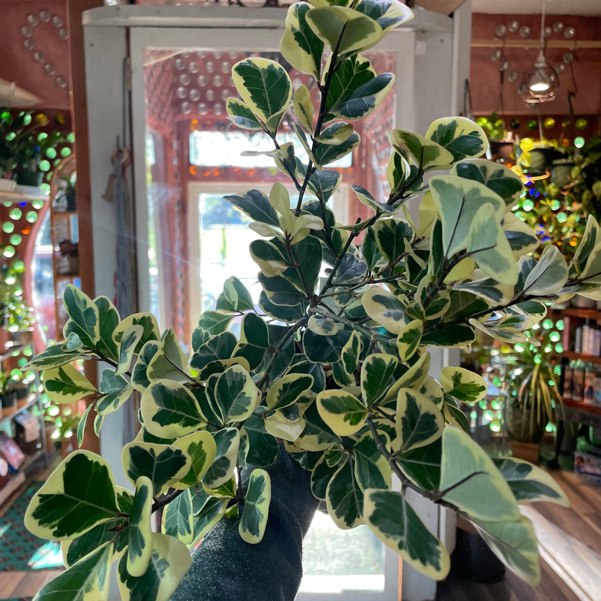 Ficus Triangularis