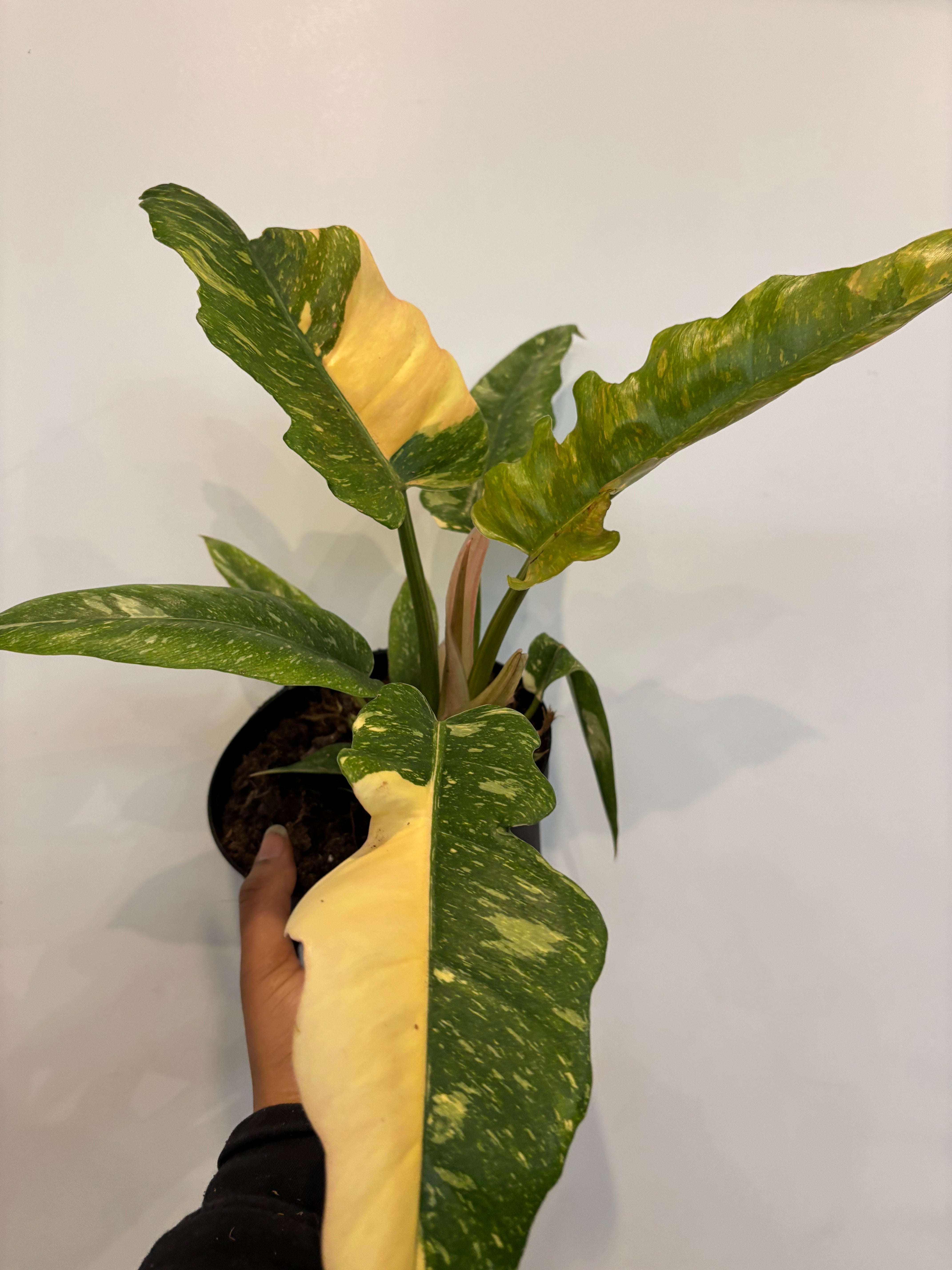 Philodendron Ring of Fire