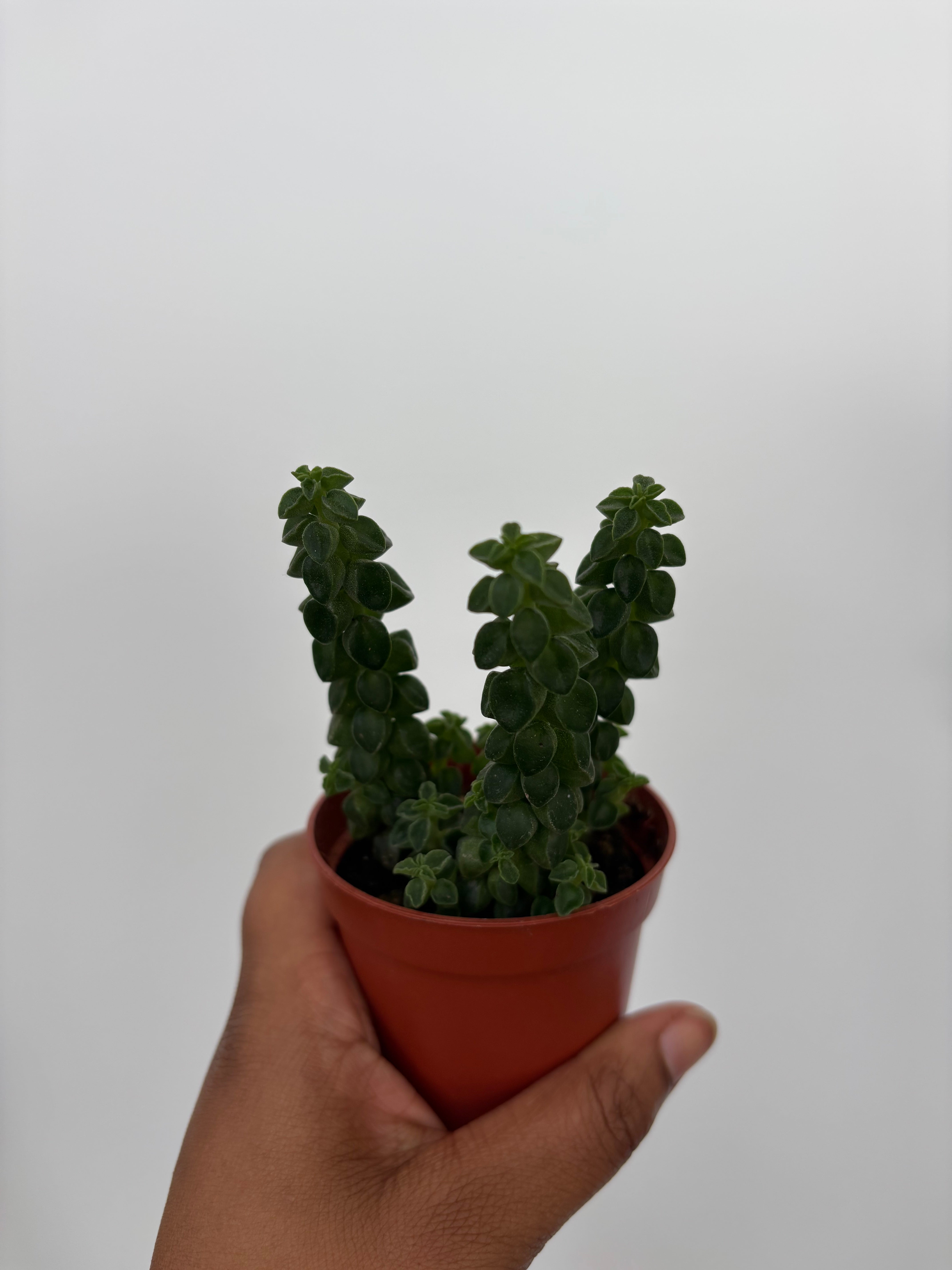 Peperomia Columella
