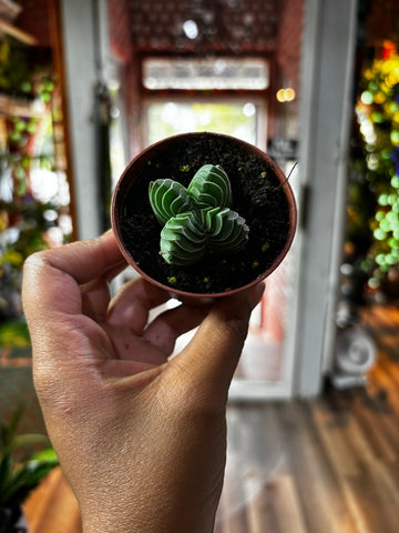 Crassula Pyramidalis, Buddha Temple