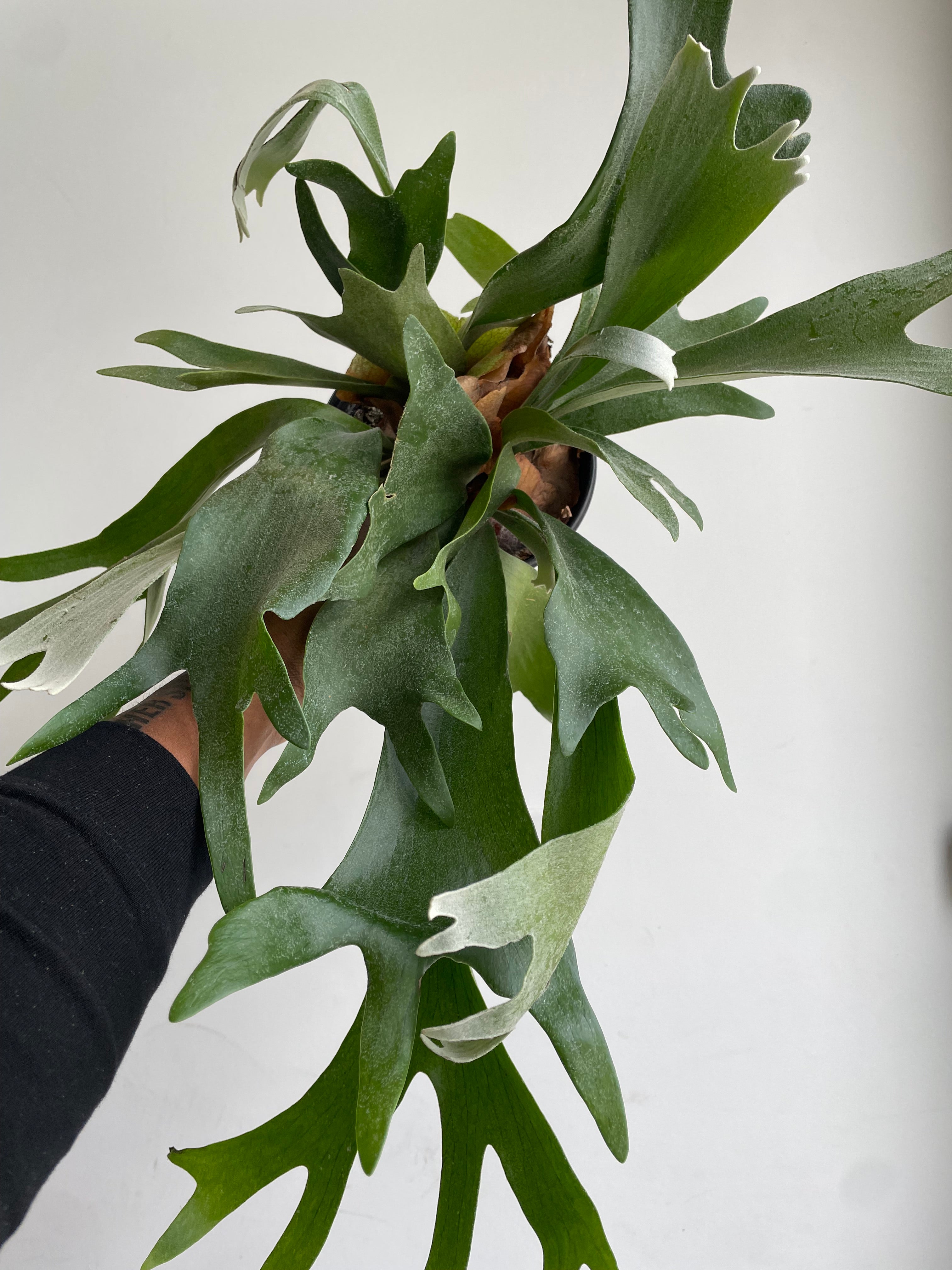 Staghorn fern