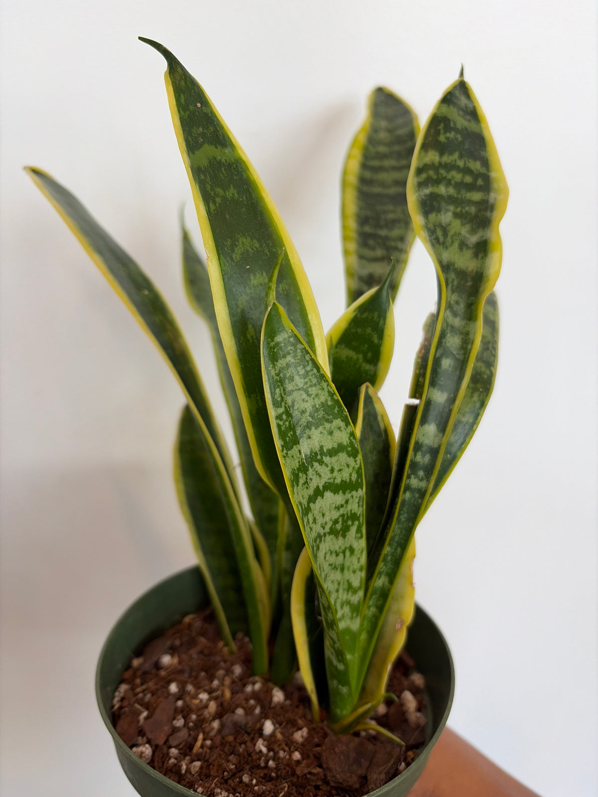 Sansevieria Laurentii