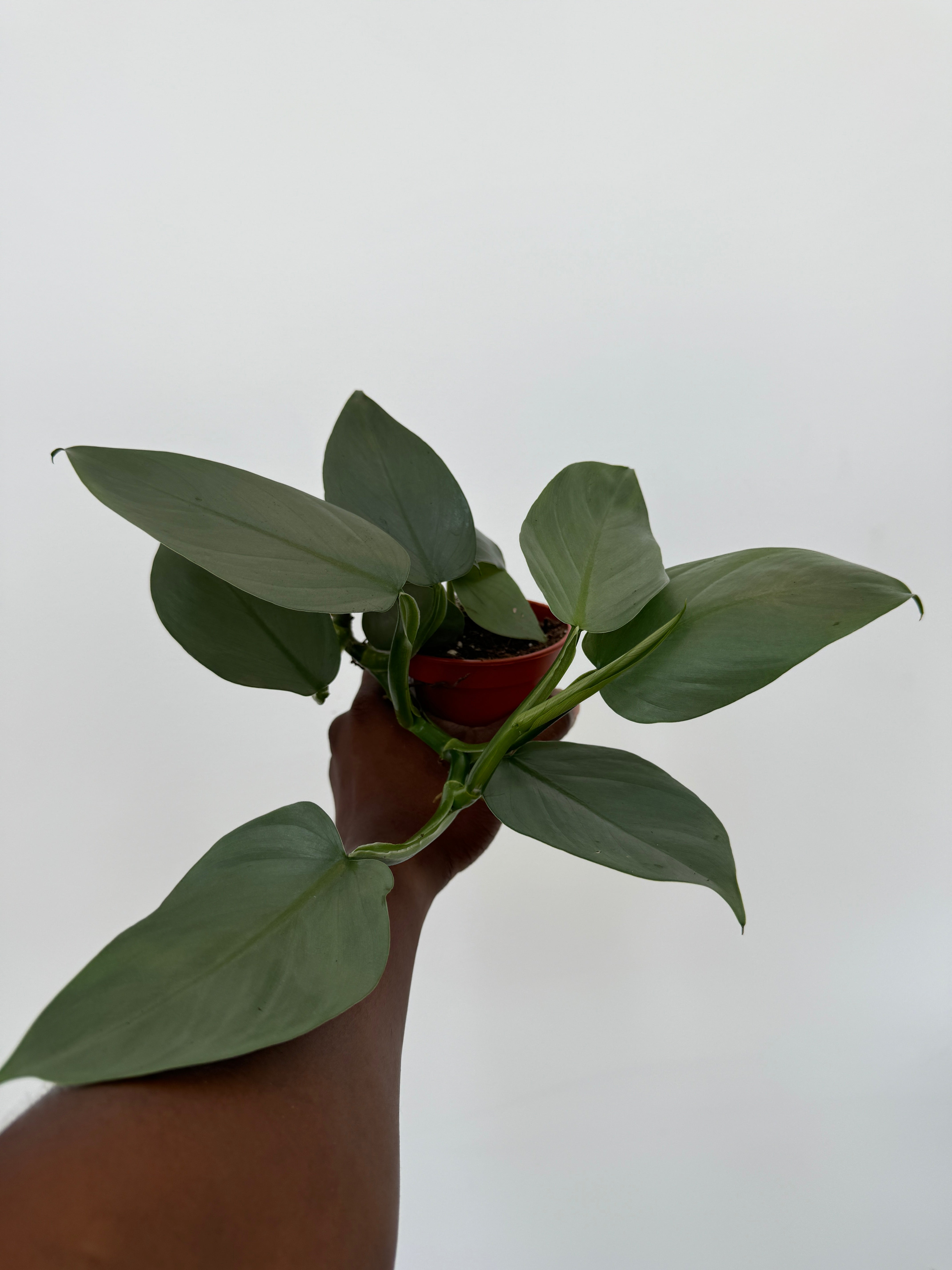 Silver Sword, Philodendron Hastatum