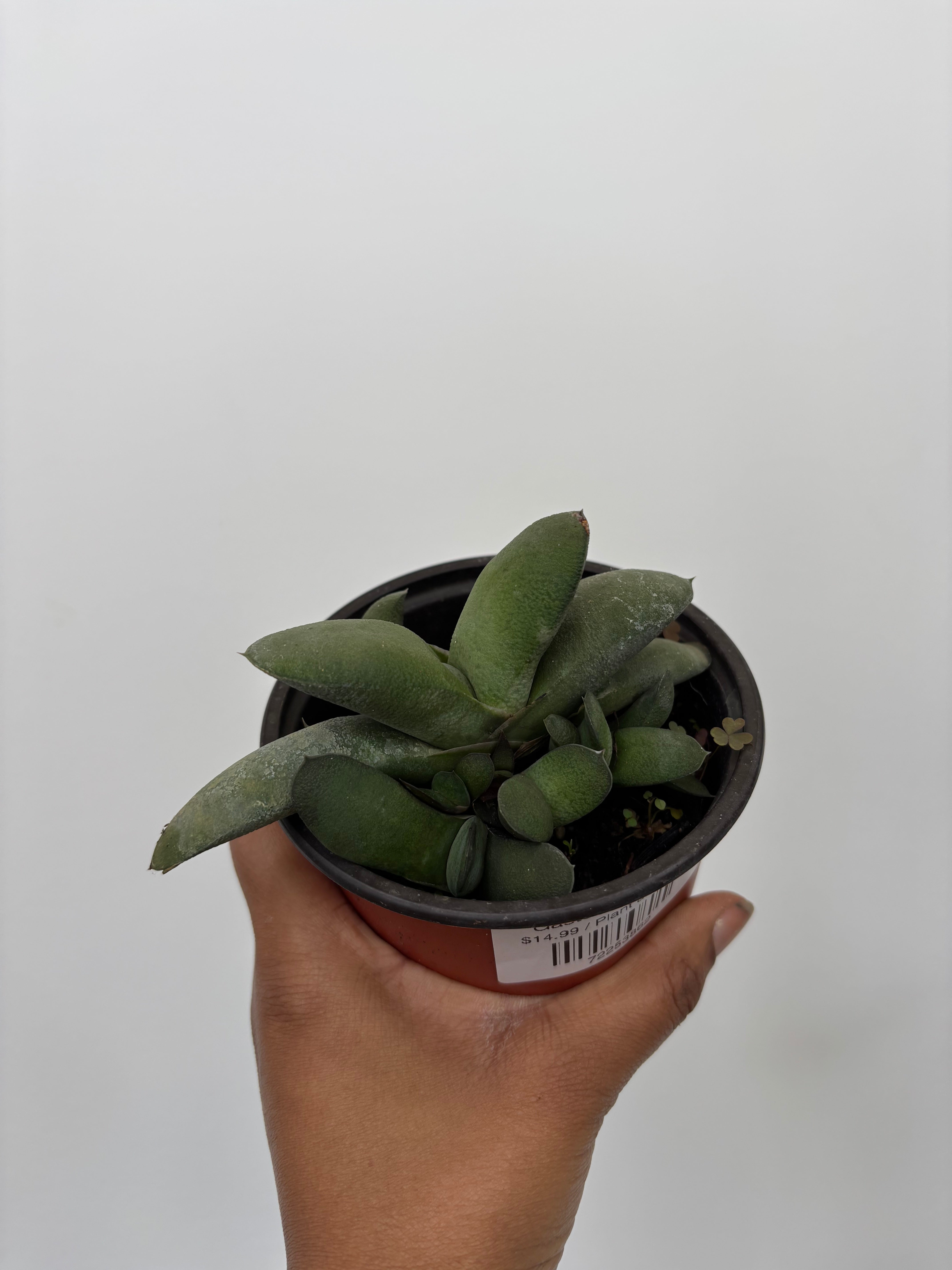 Gasteria glomerata