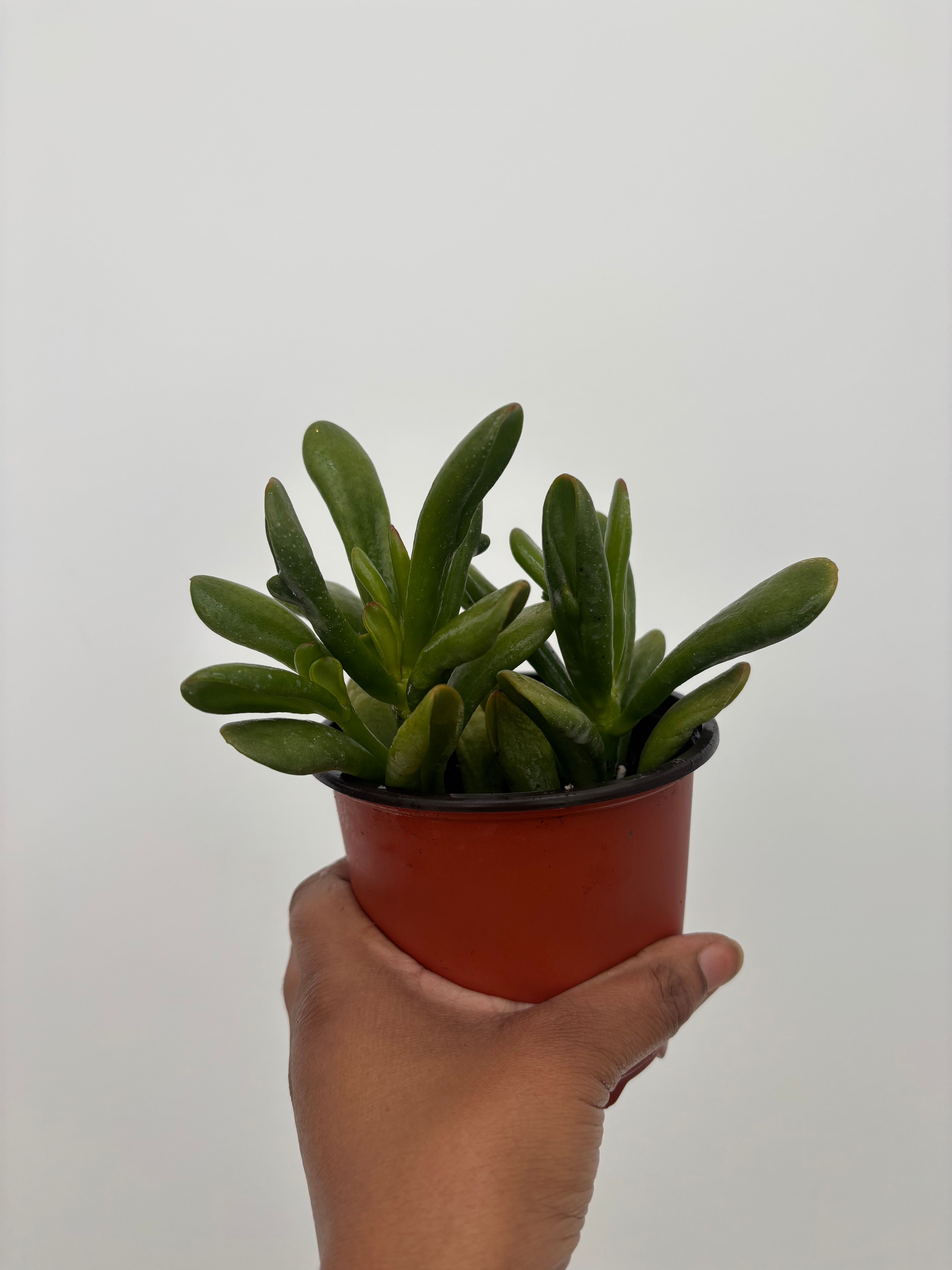 Crassula Ovata Ogre Jade