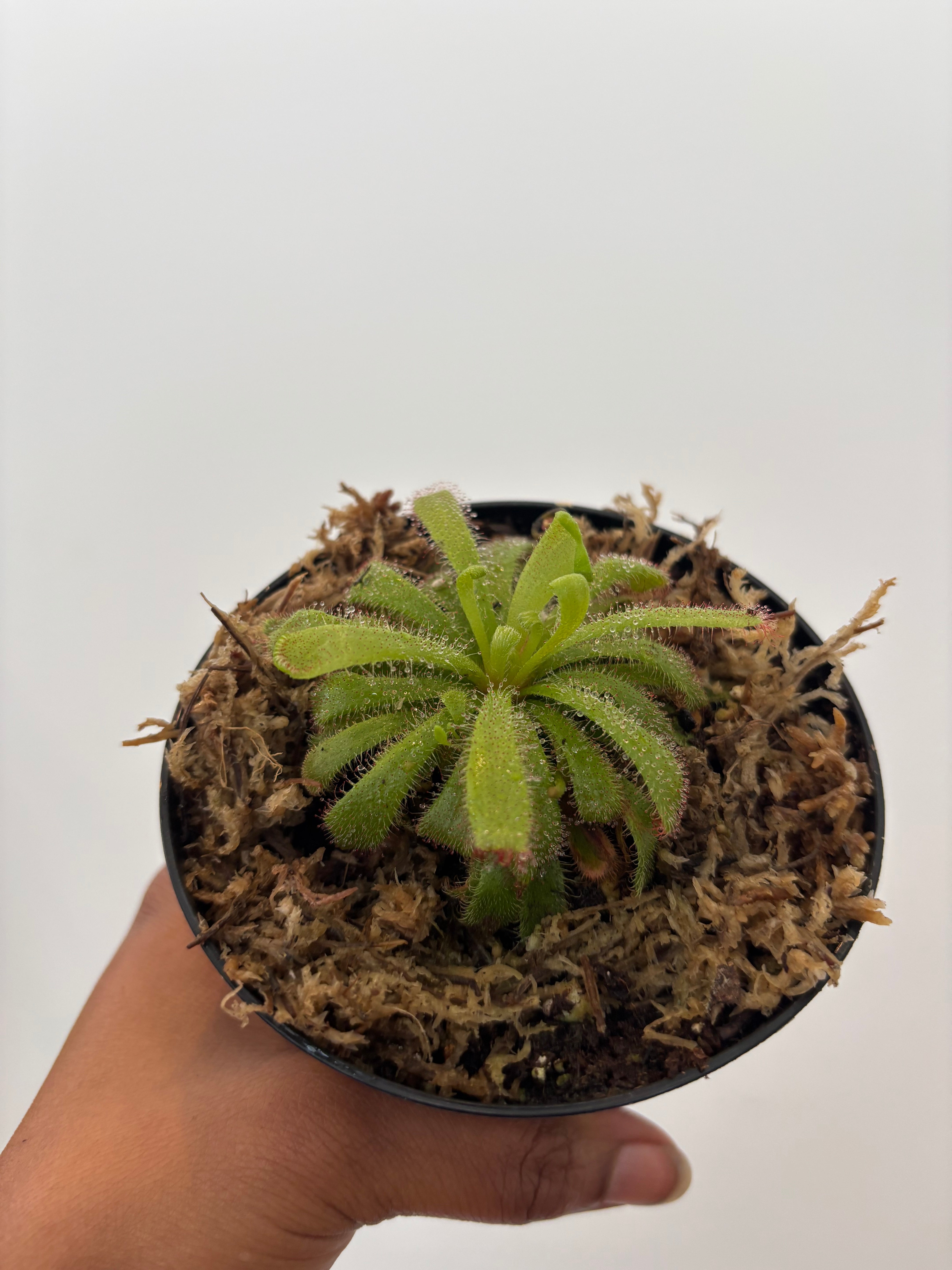 Drosera capensis alba, Aliciae