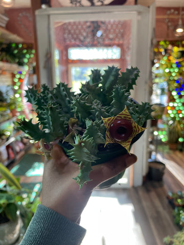 Huernia zebrina, Owl's Eyes