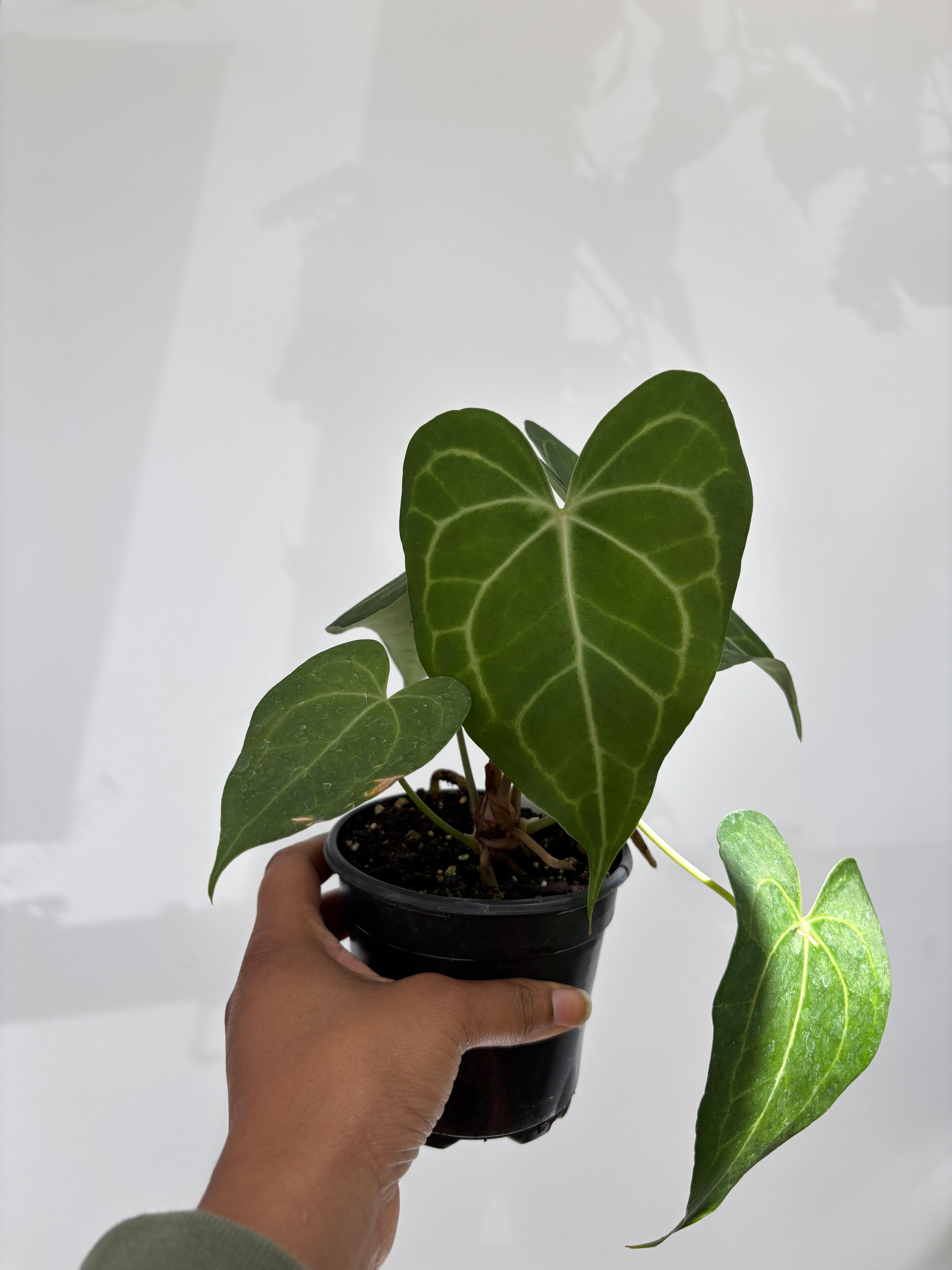 Anthurium Clarinervium
