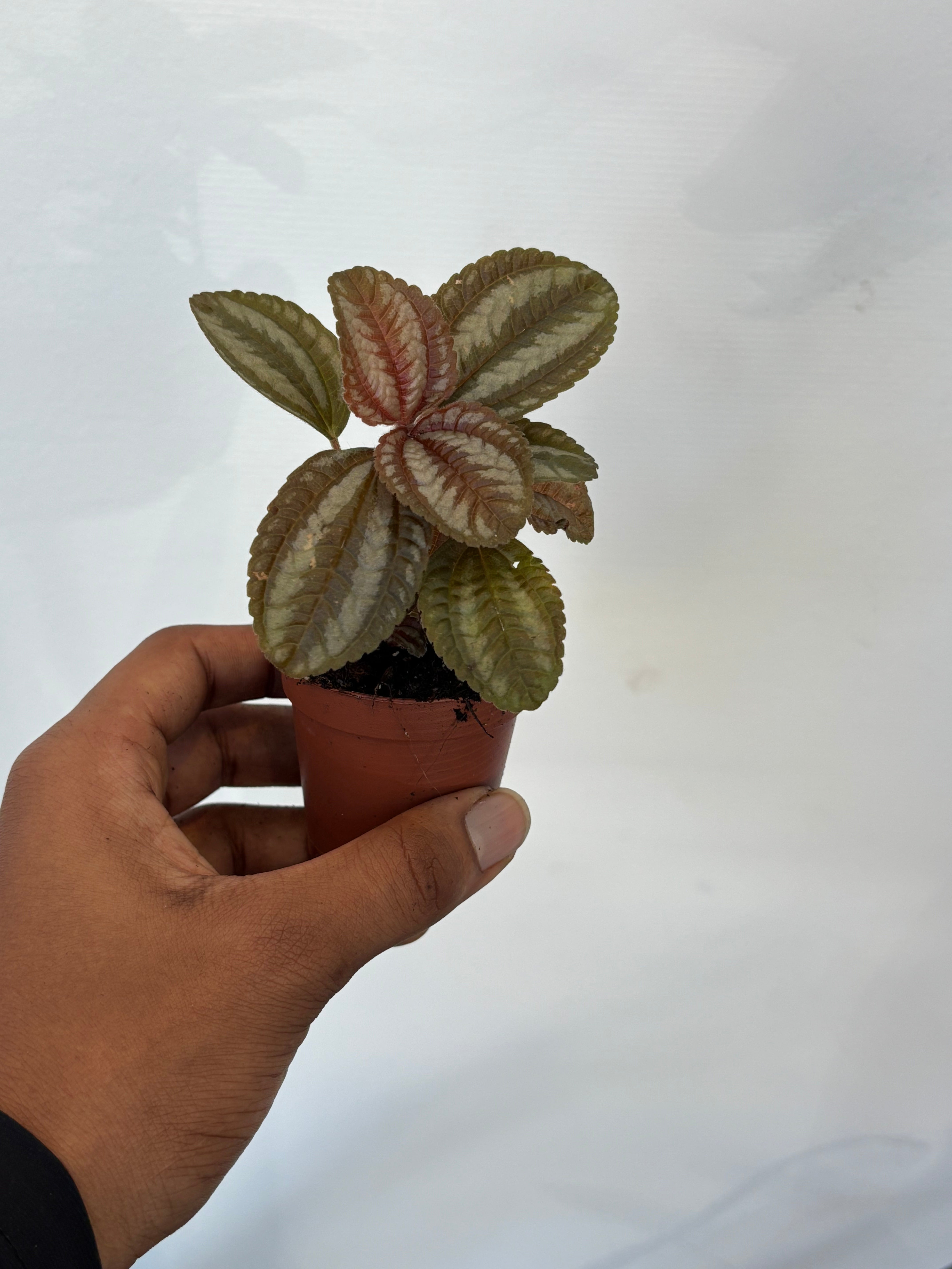 Pilea Friendship Plant